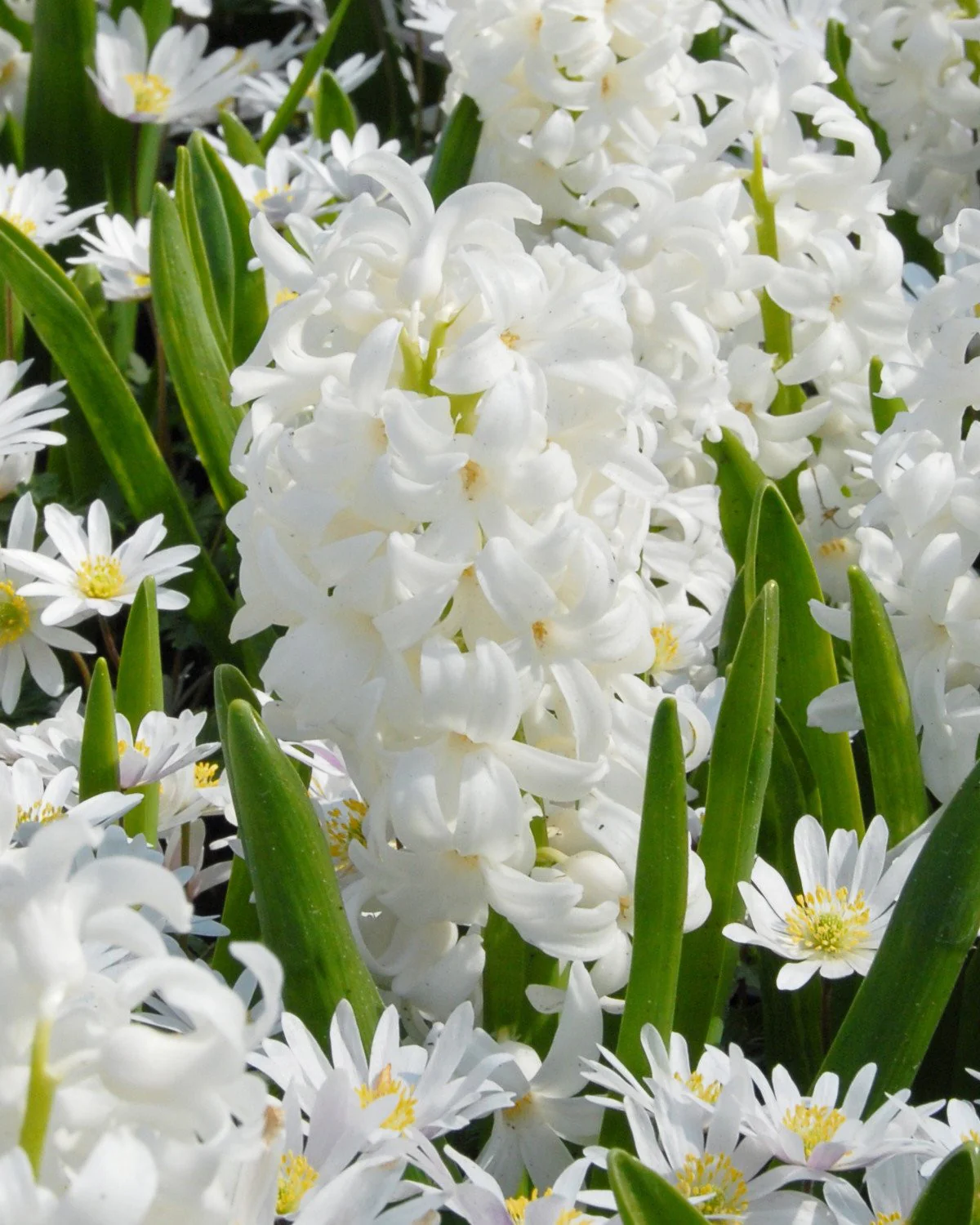 Hyacinth 'Carnegie' - Image 7