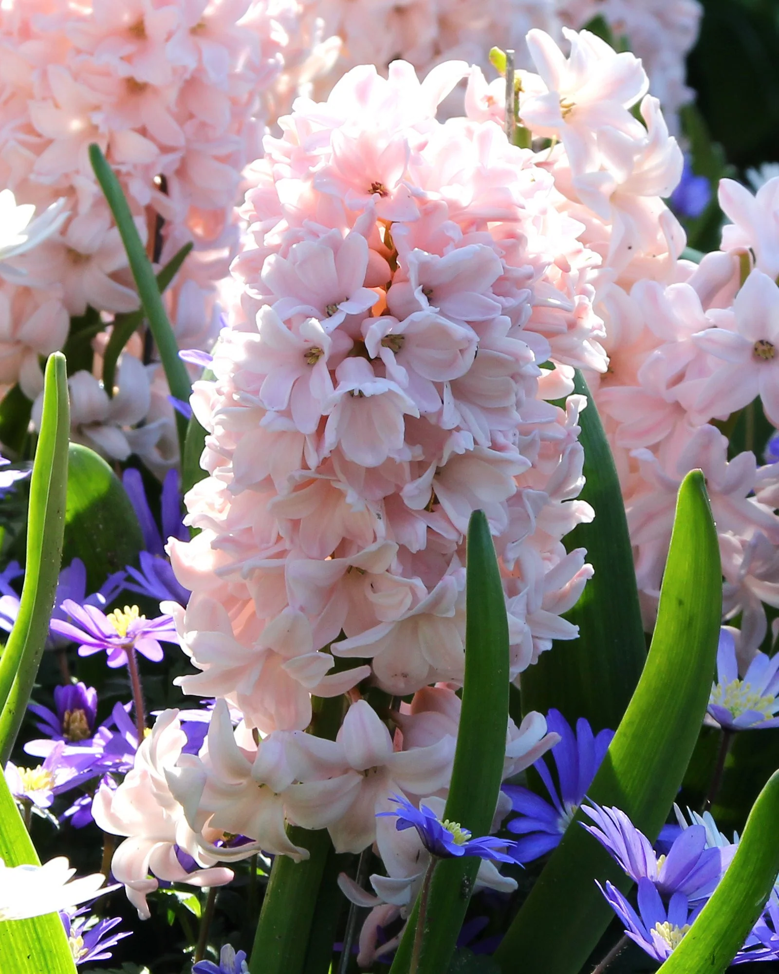 Hyacinth 'China Pink' - Image 5