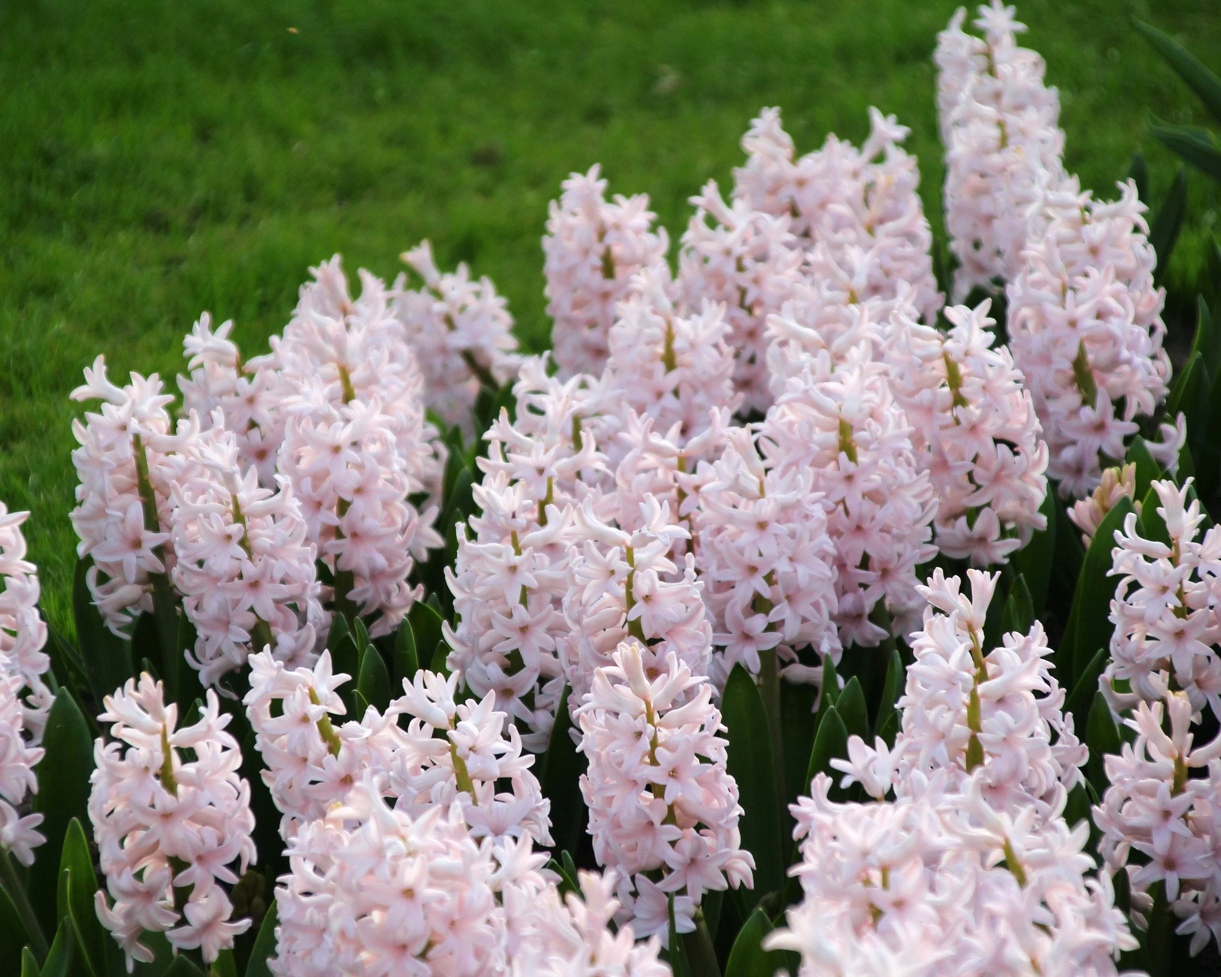 Hyacinth 'China Pink' - Image 6