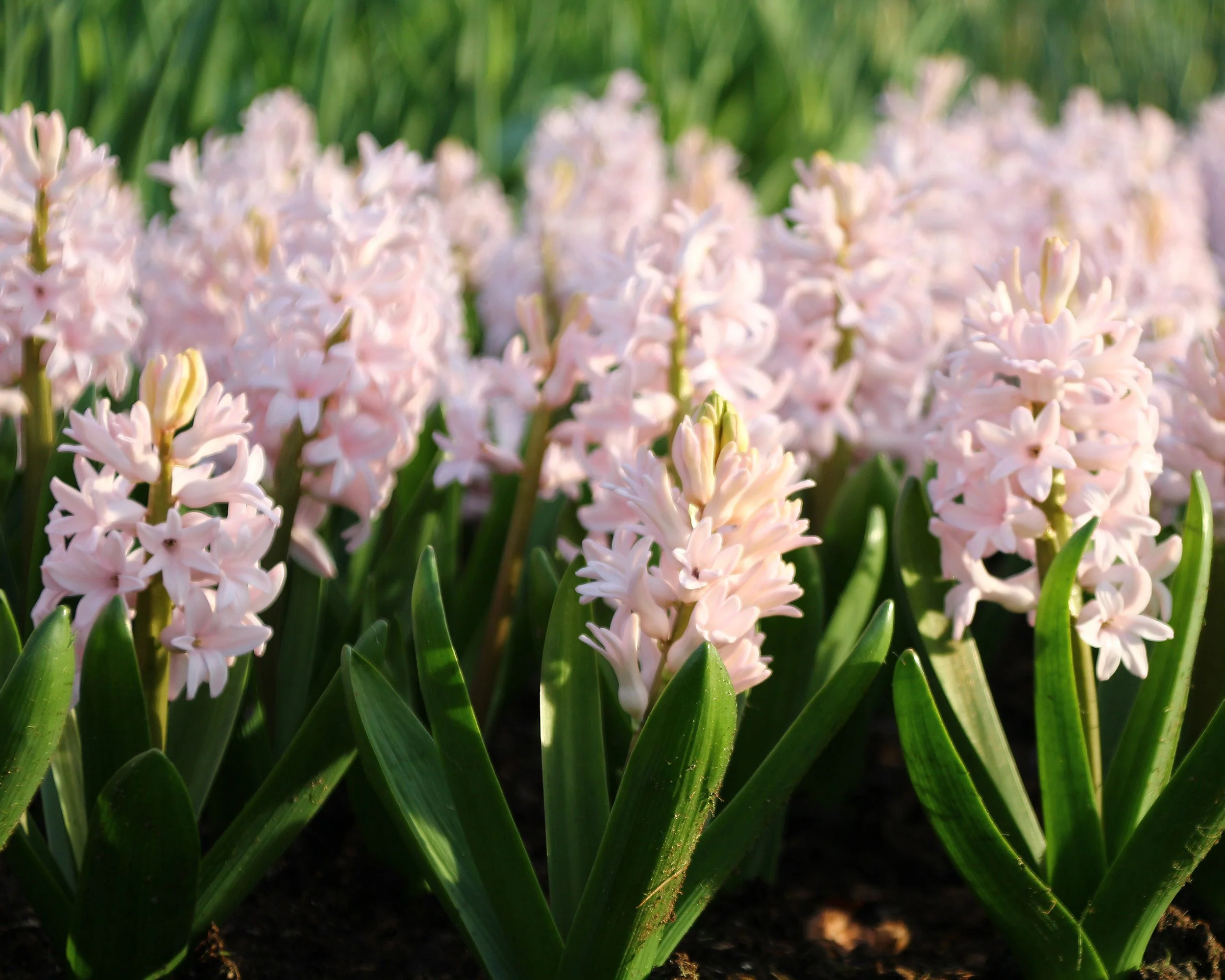 Hyacinth 'China Pink' - Image 8