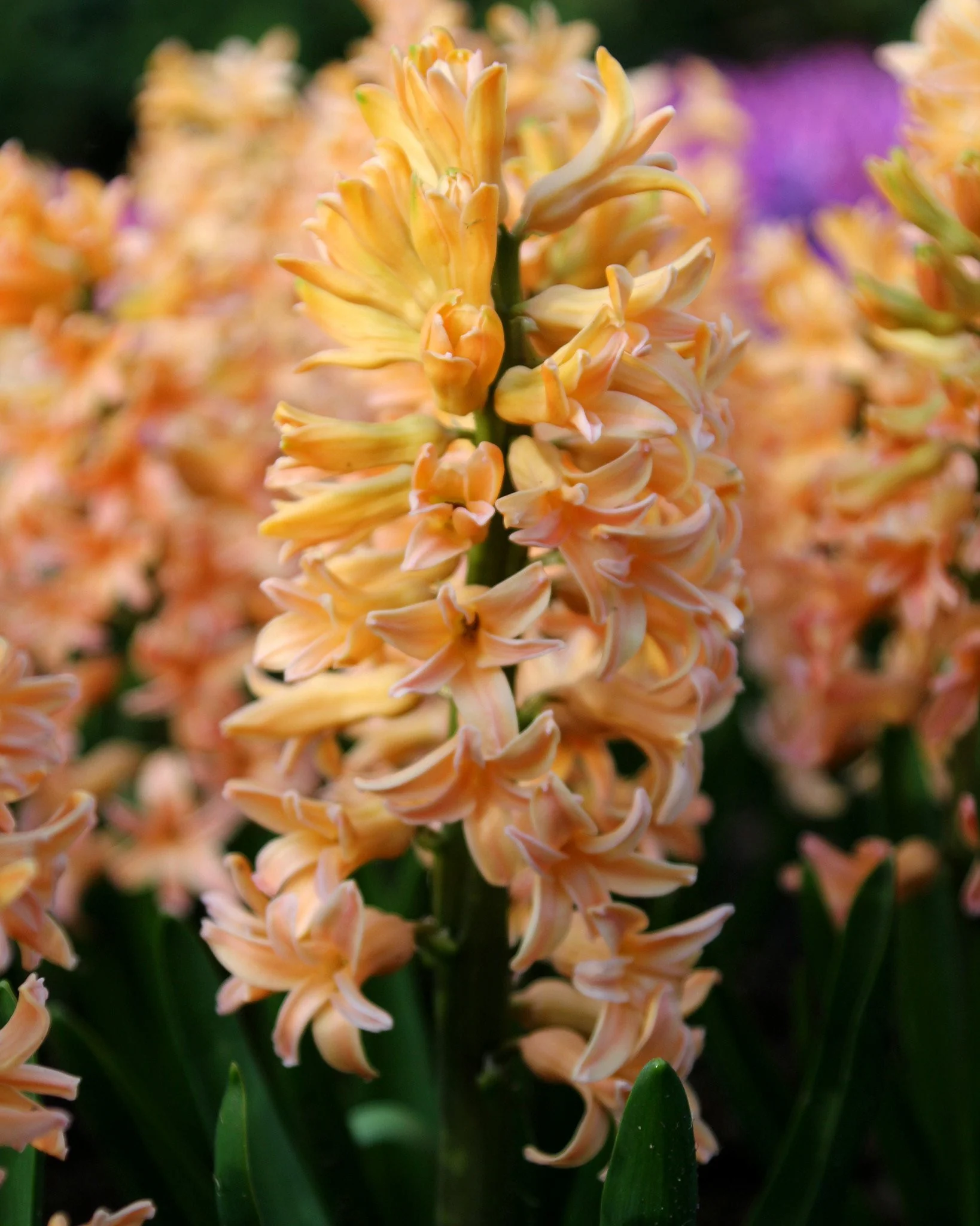 Hyacinth 'Gipsy Queen' - Image 4