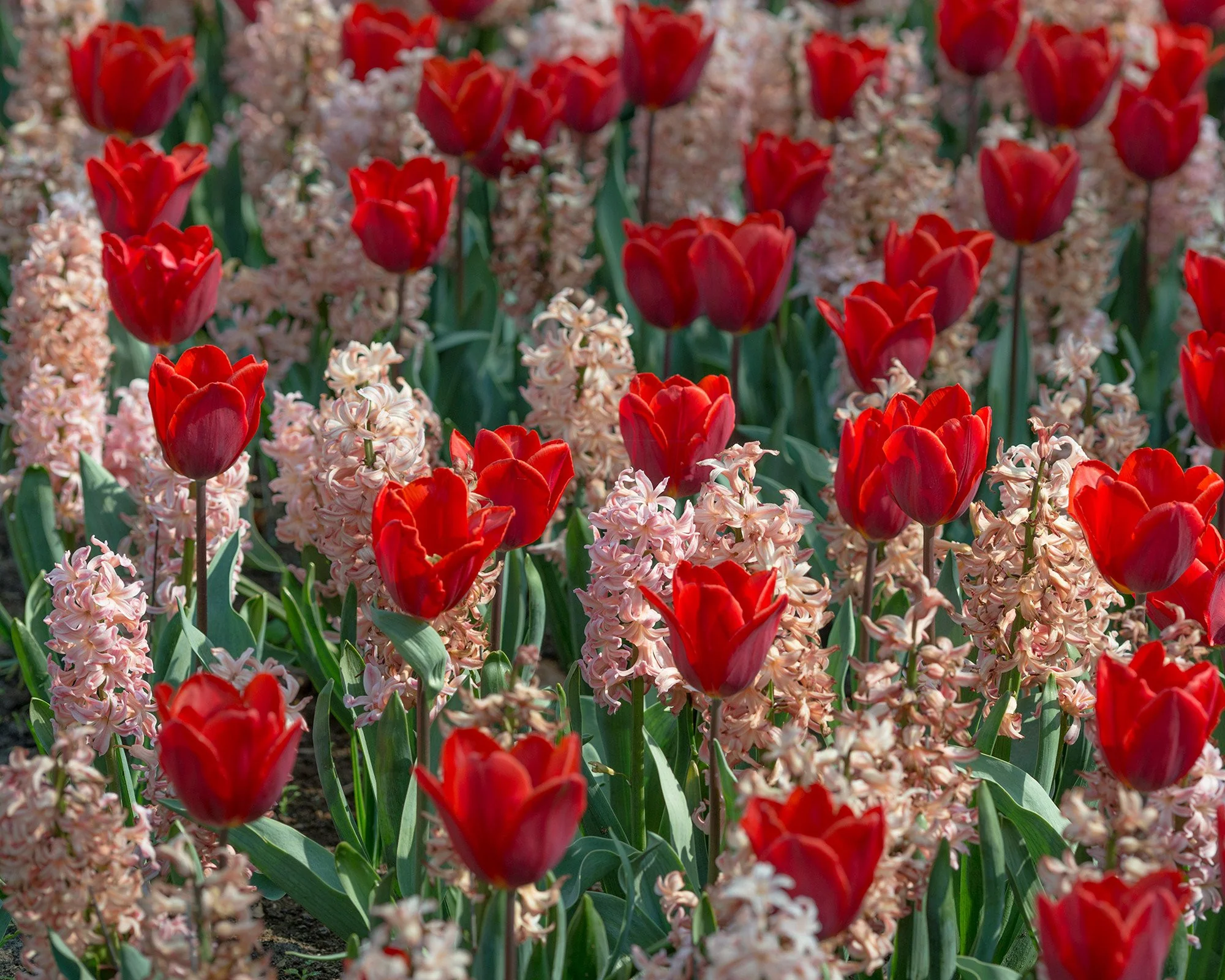 Hyacinth 'Gipsy Queen' - Image 7