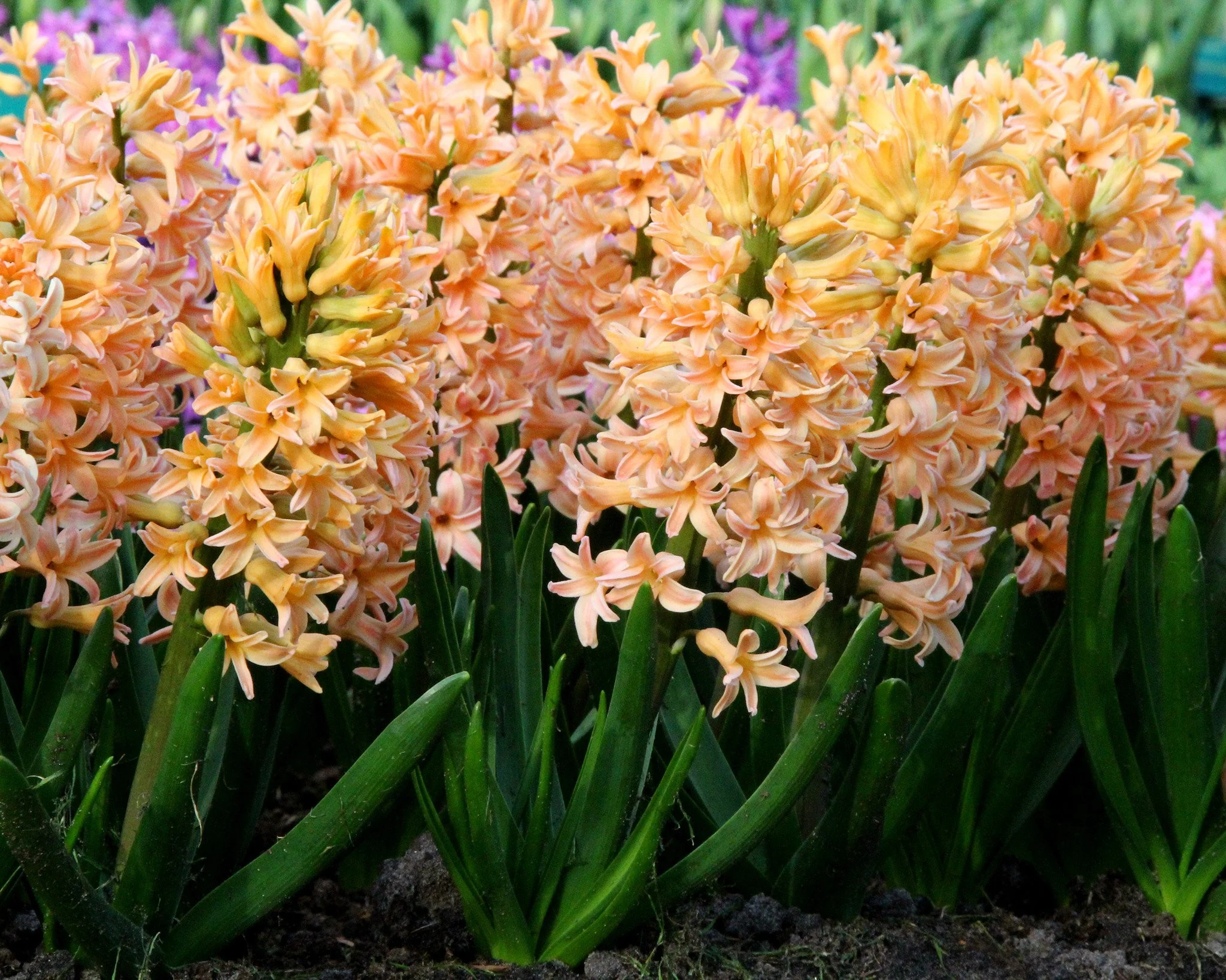Hyacinth 'Gipsy Queen' - Image 9