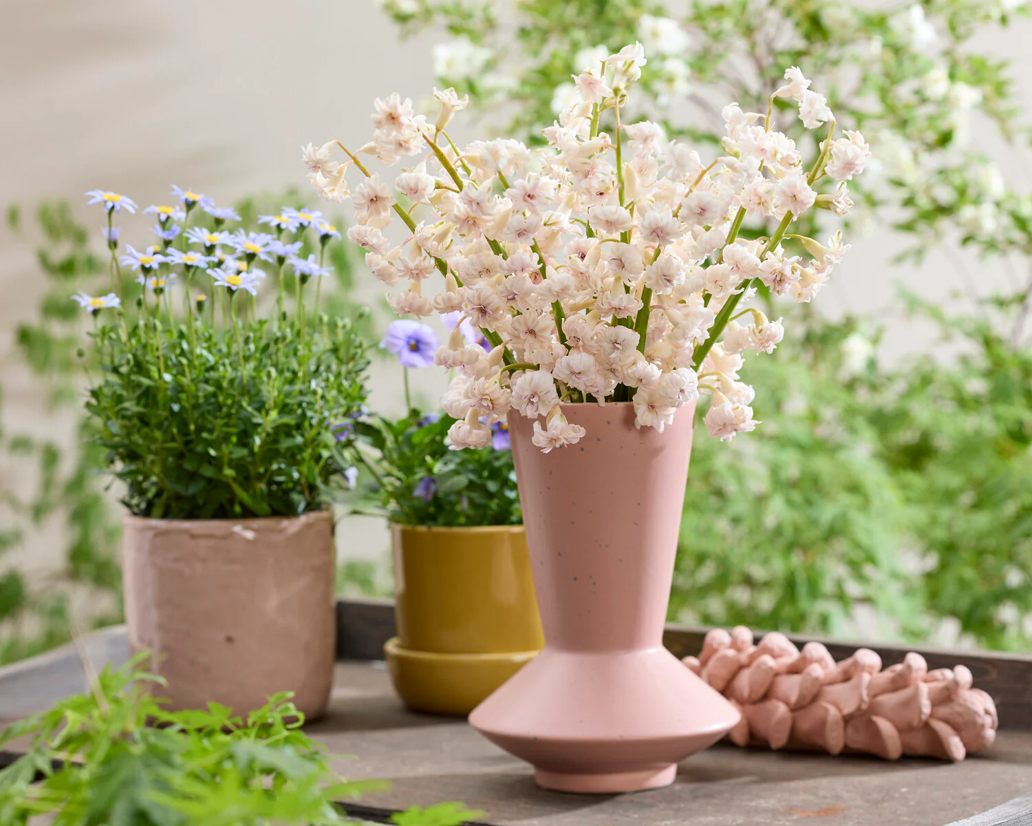 Hyacinth 'Gloria Mundi' - Image 4