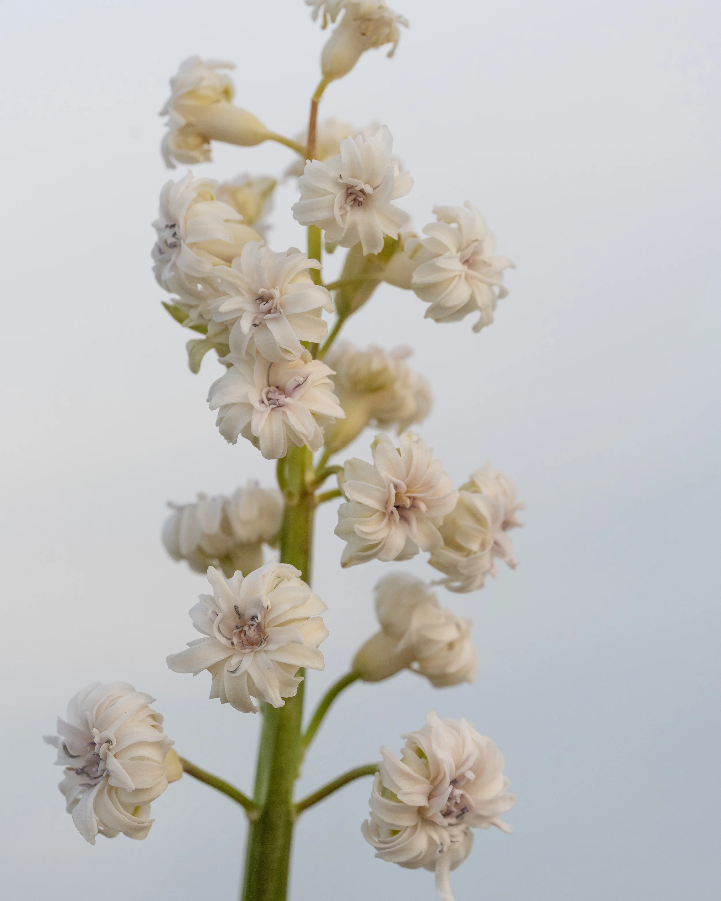 Hyacinth 'Gloria Mundi' - Image 7