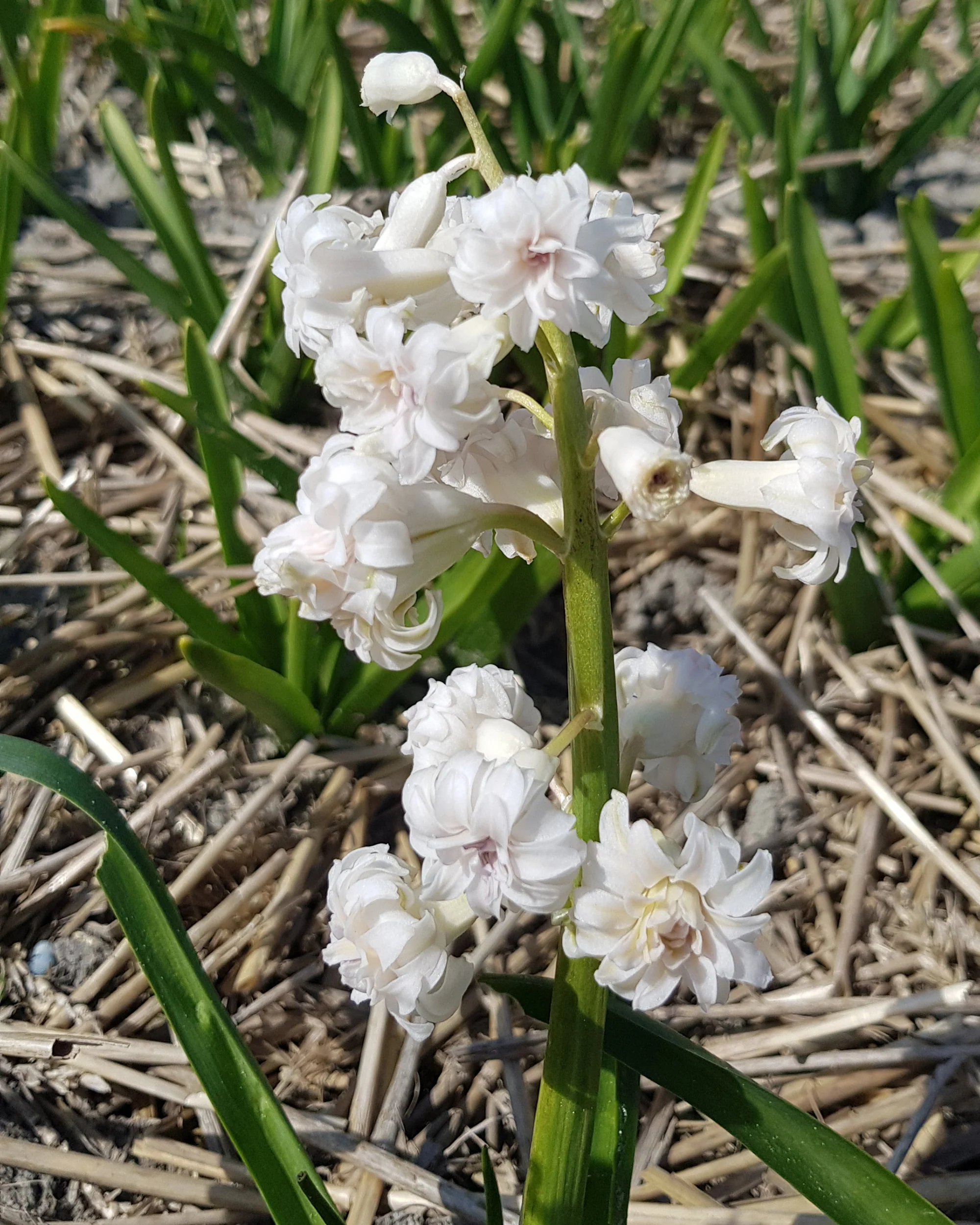 Hyacinth 'Gloria Mundi' - Image 8