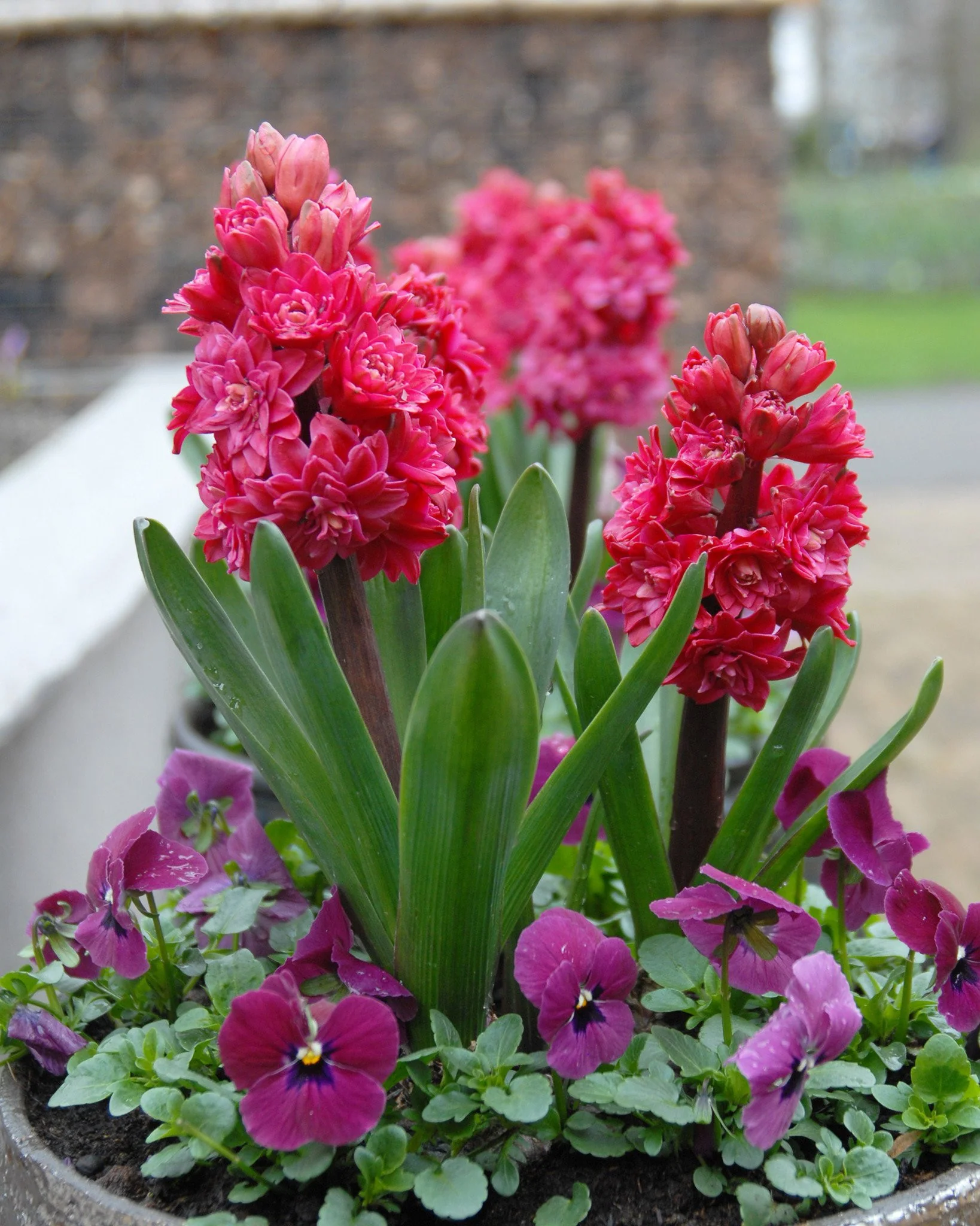 Hyacinth Hollyhock - Image 6
