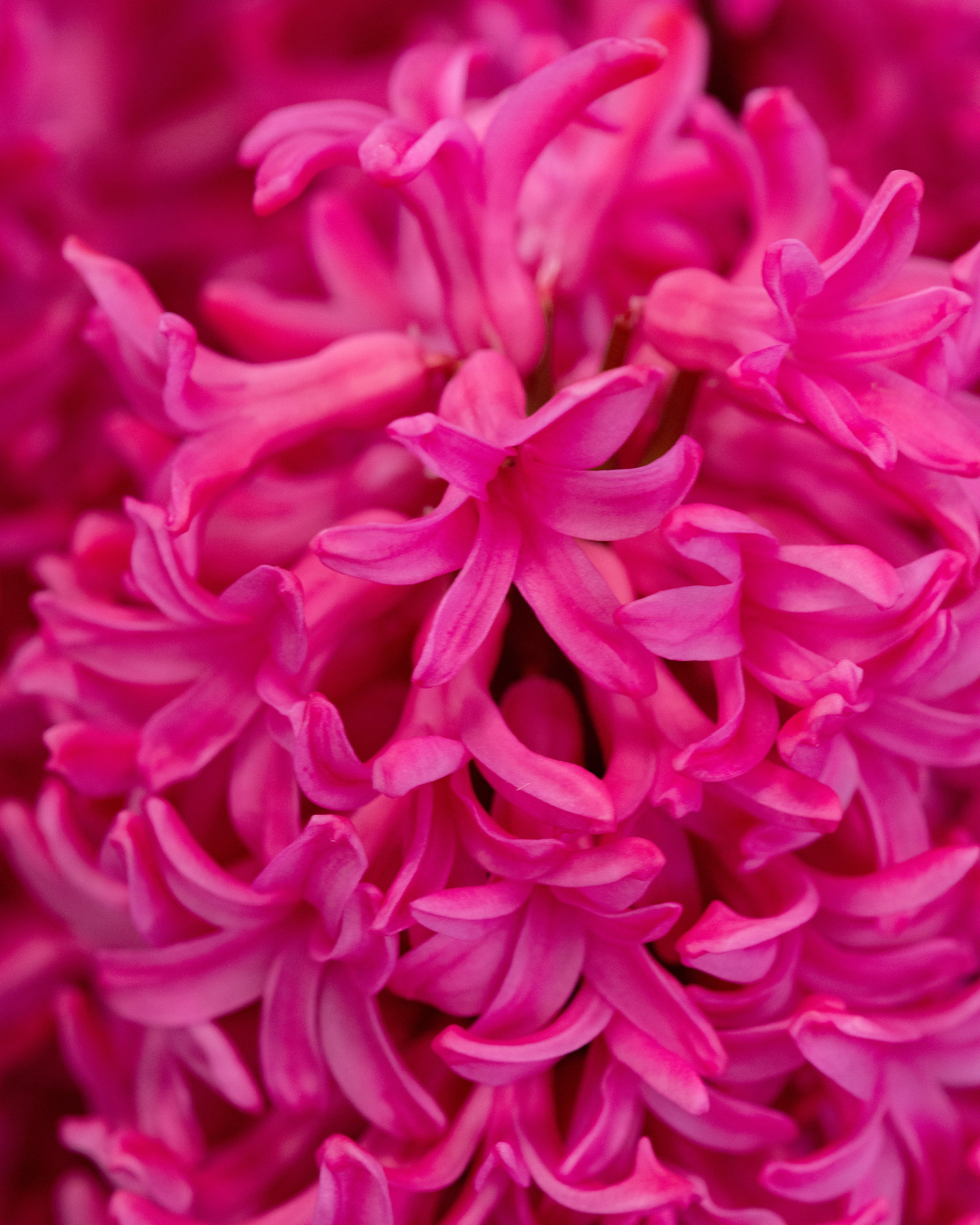 Hyacinth 'Johanna' - Image 10