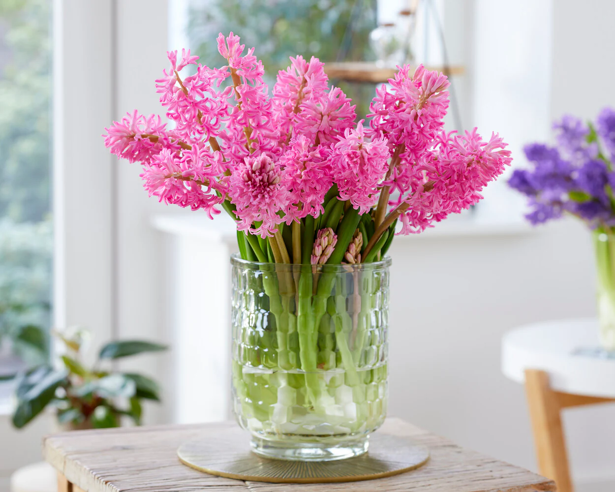 Hyacinth 'Johanna' - Image 3