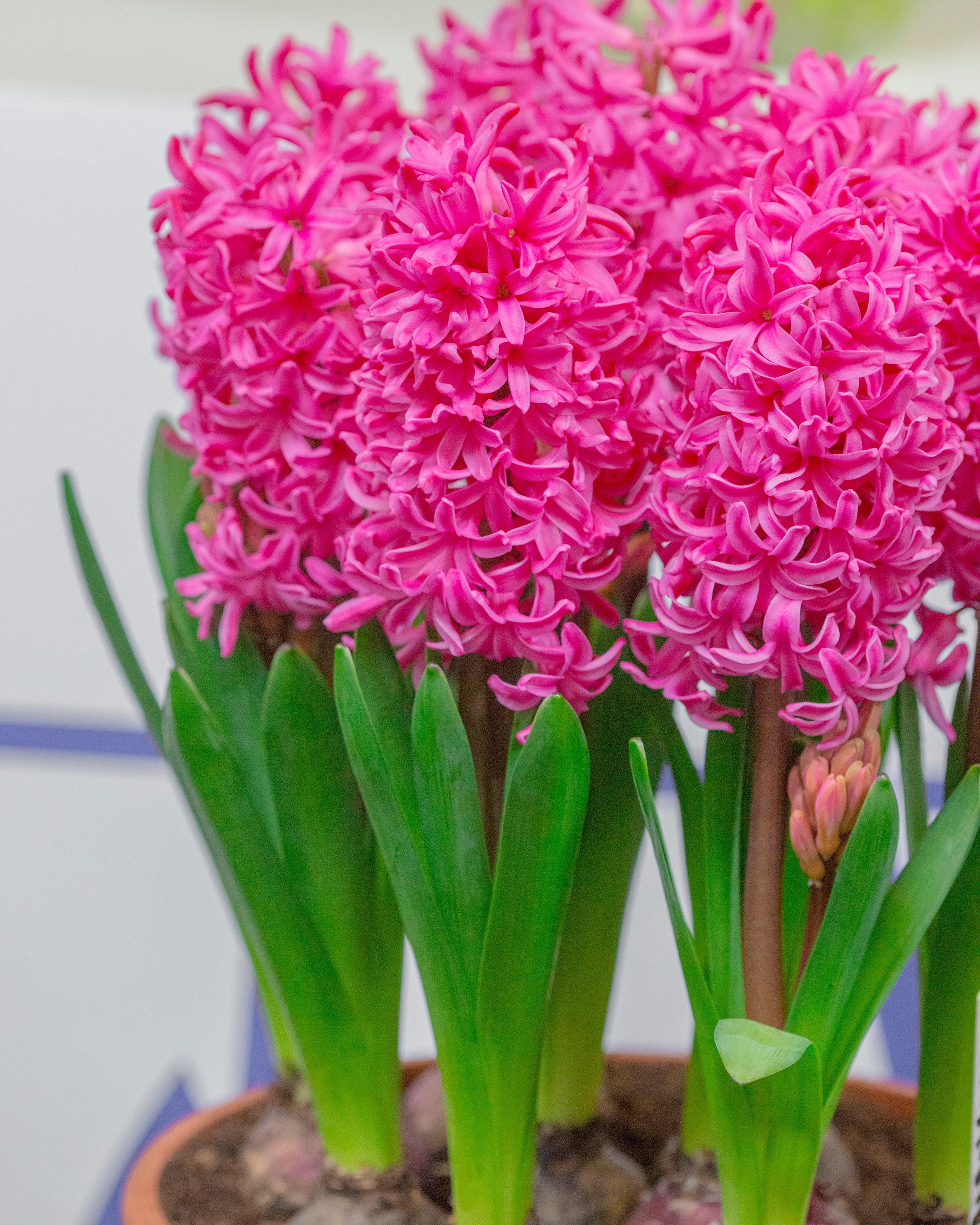 Hyacinth 'Johanna' - Image 4