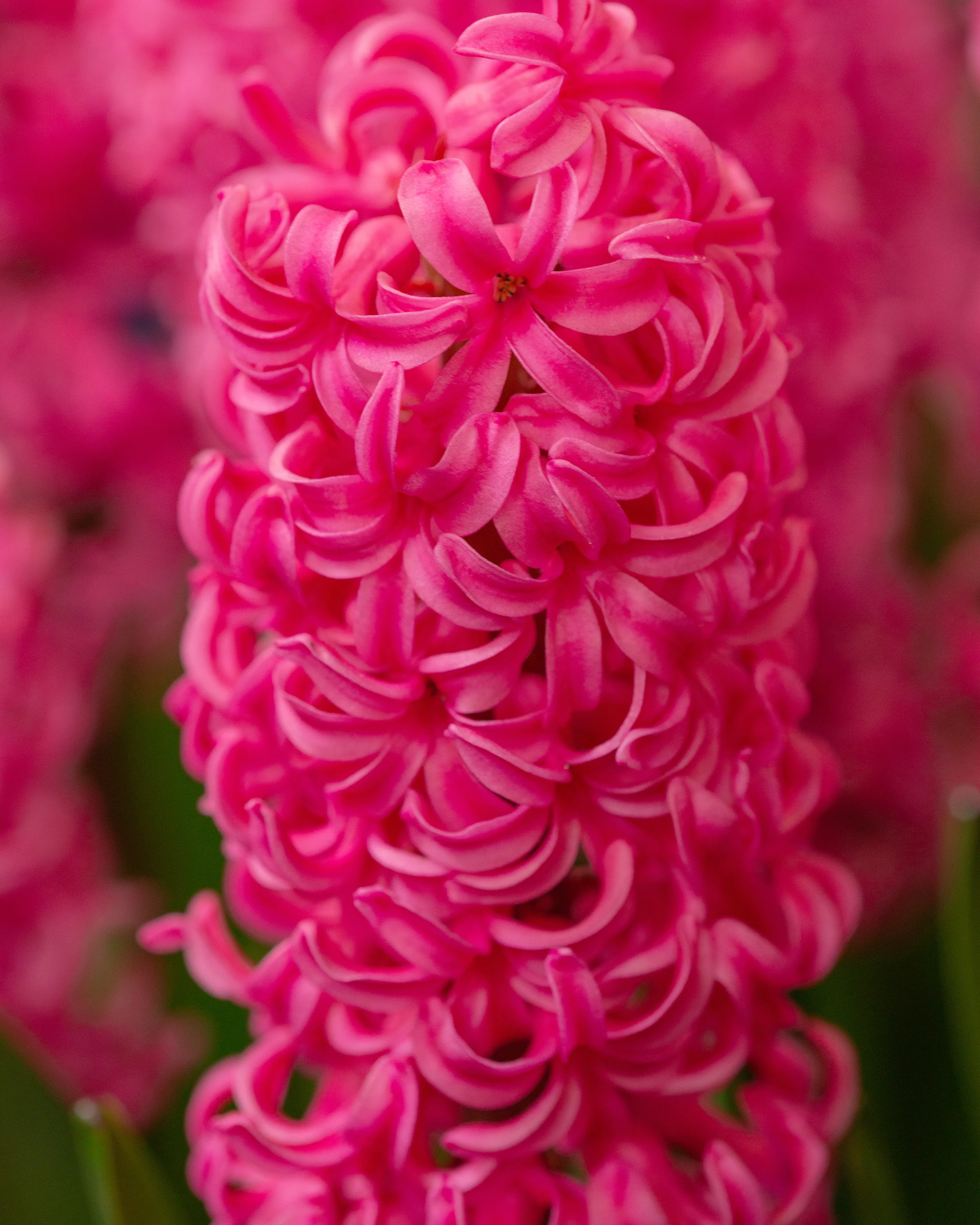 Hyacinth 'Johanna' - Image 5