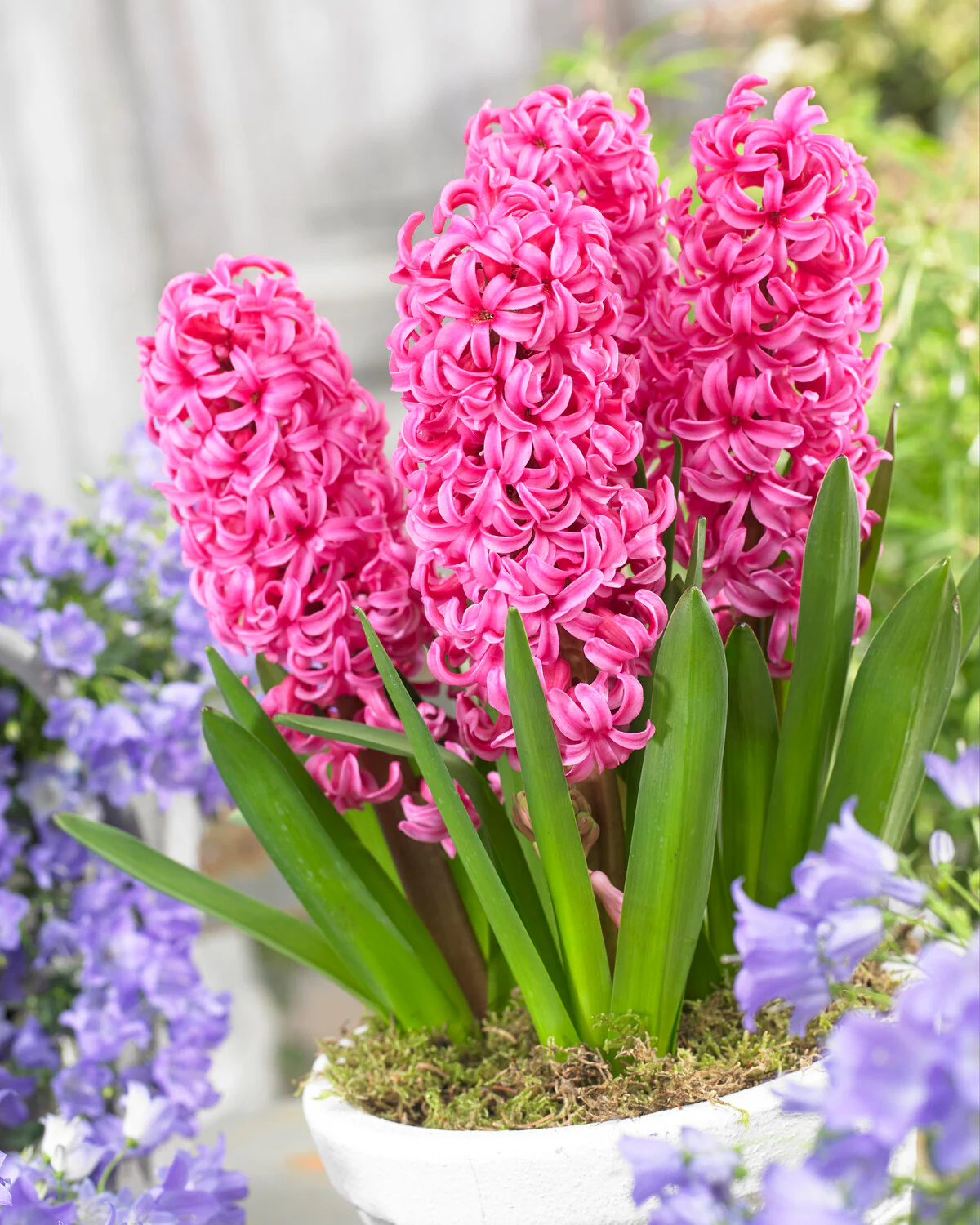Hyacinth 'Johanna' - Image 6