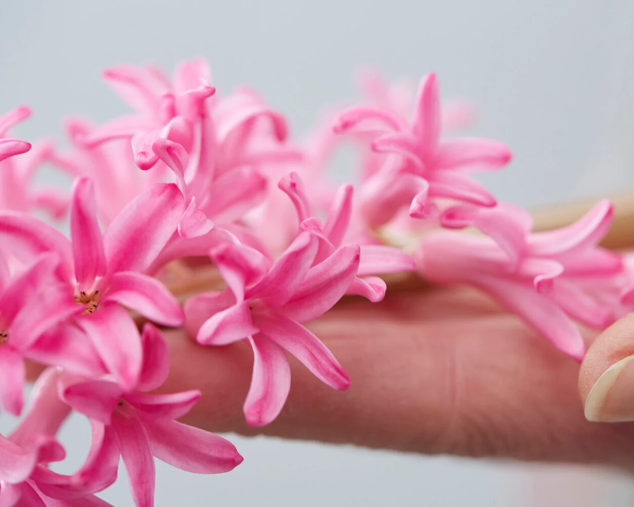 Hyacinth 'Johanna' - Image 8