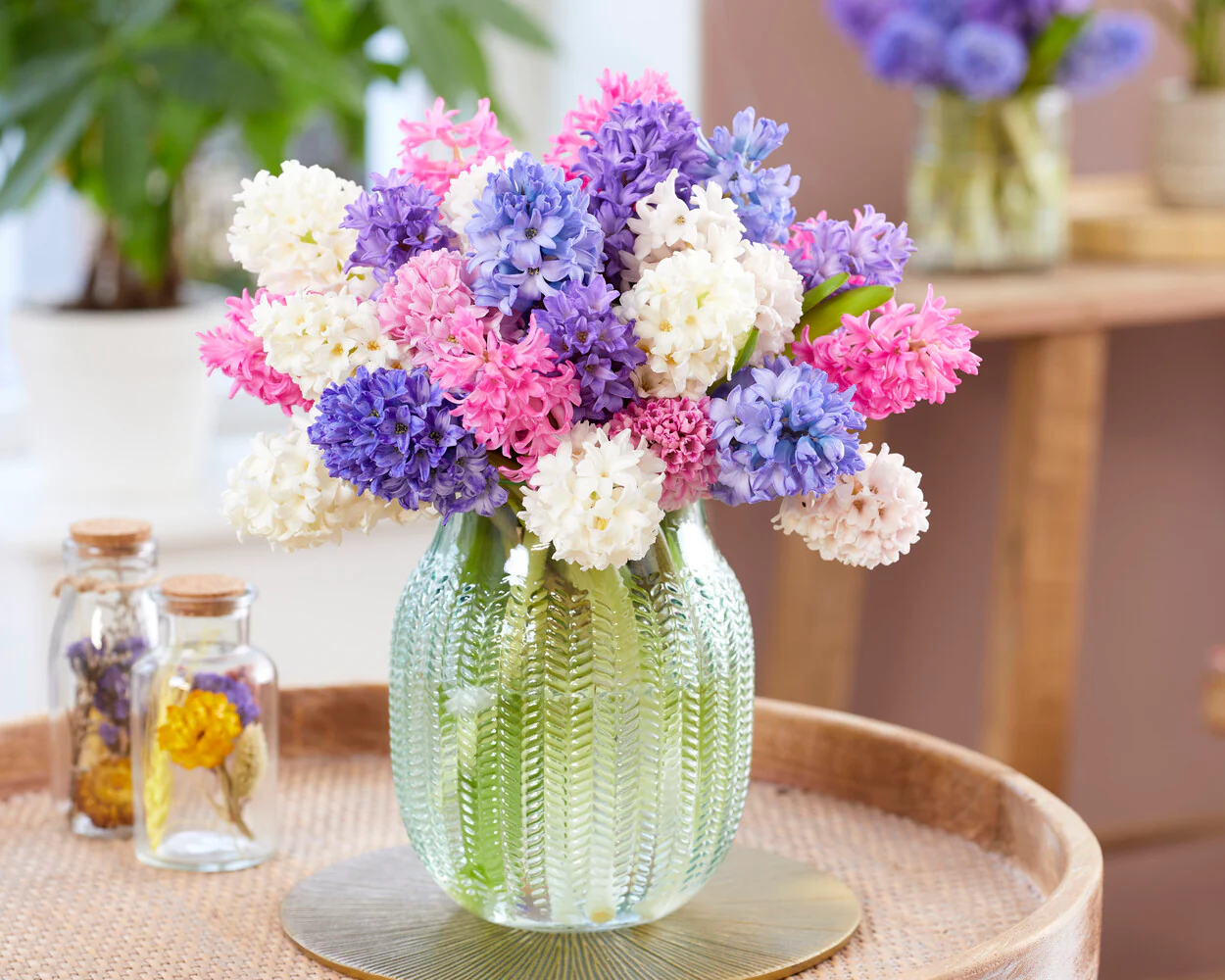 Hyacinth 'Johanna' - Image 9