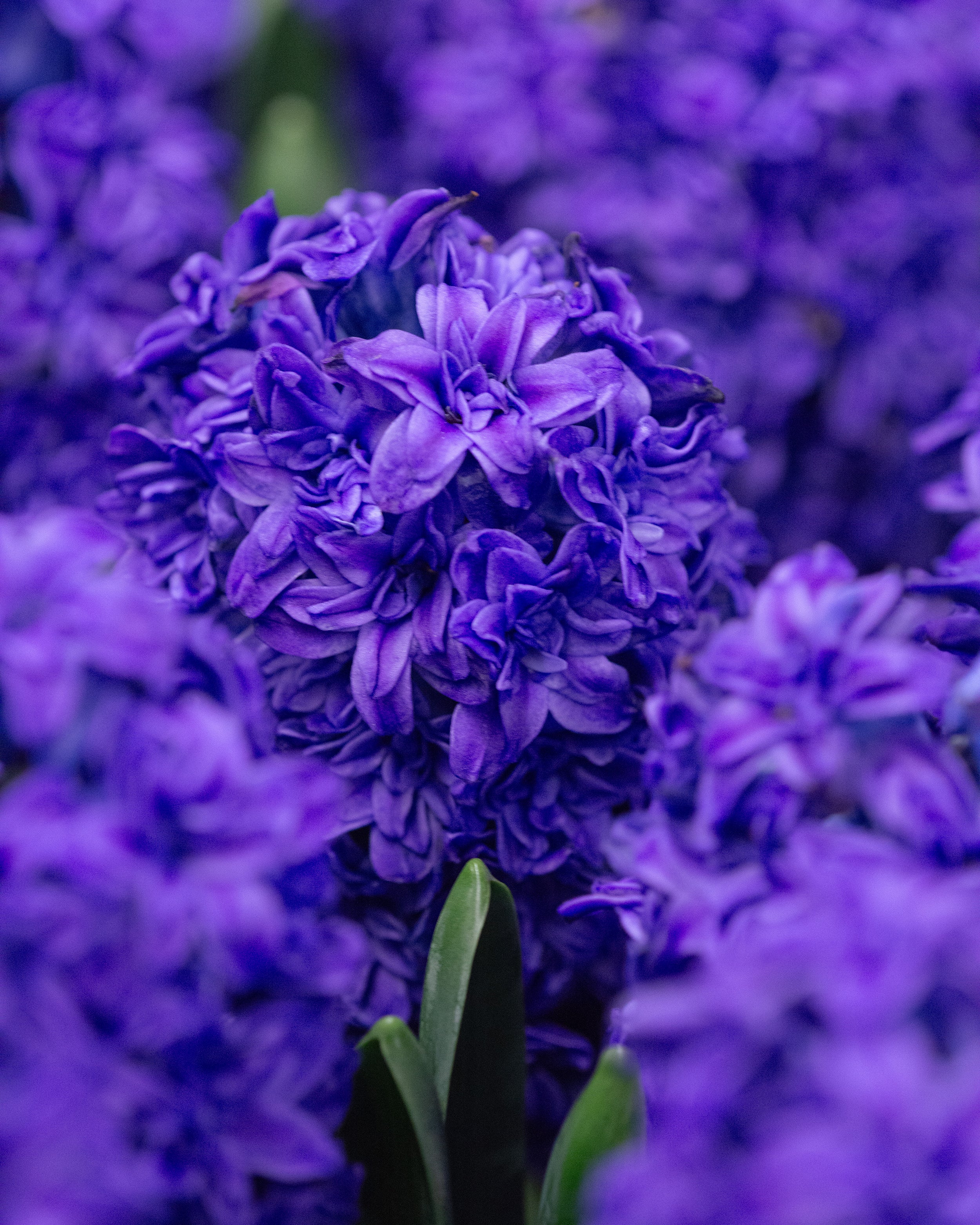 Hyacinth 'Manhattan' - Image 5
