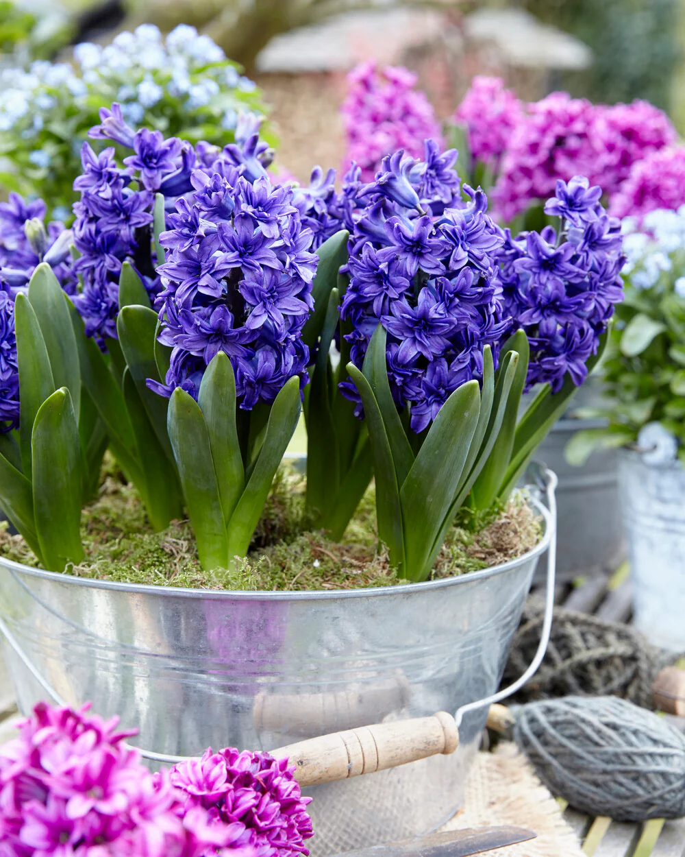Hyacinth 'Manhattan' - Image 6