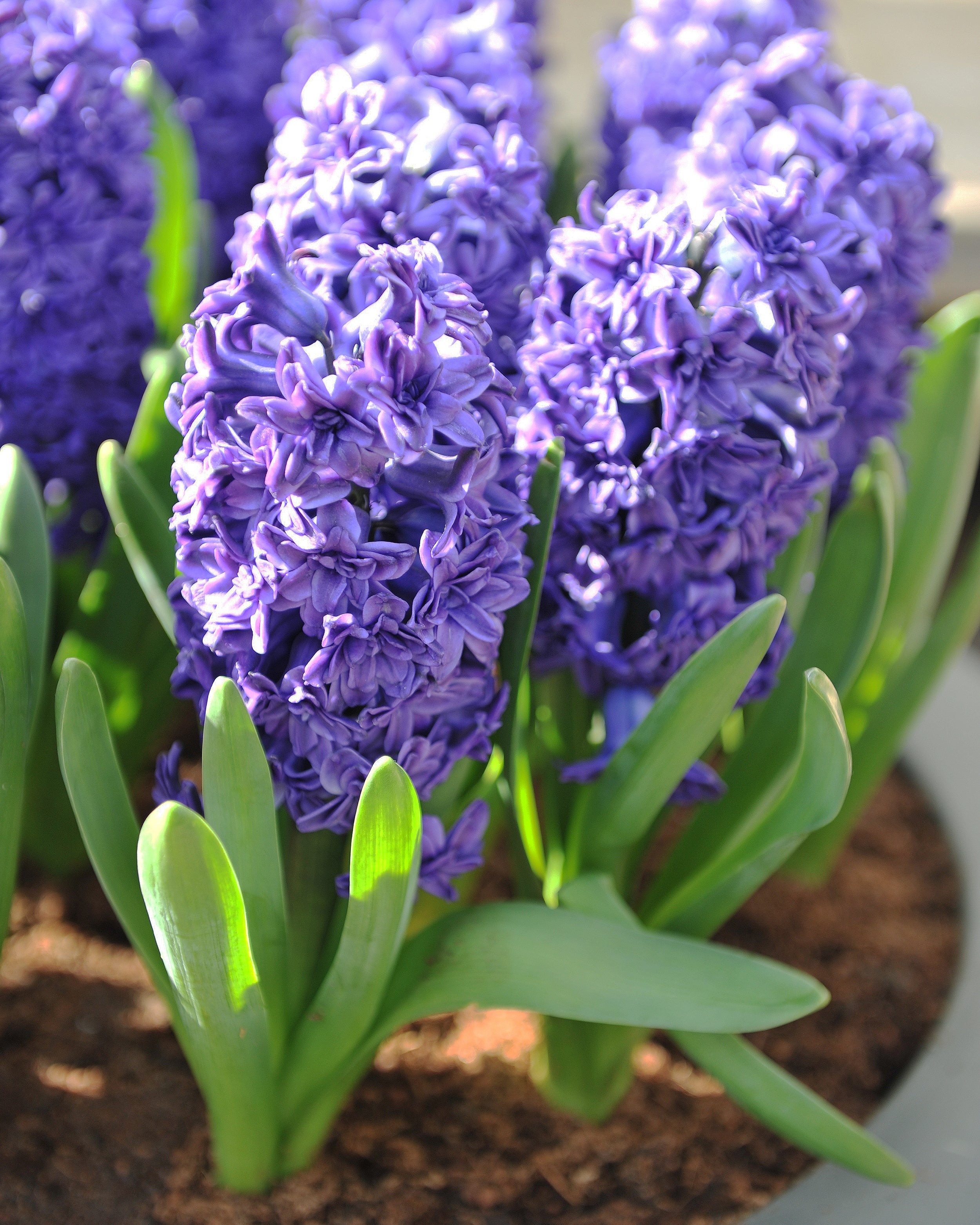 Hyacinth 'Manhattan' - Image 8