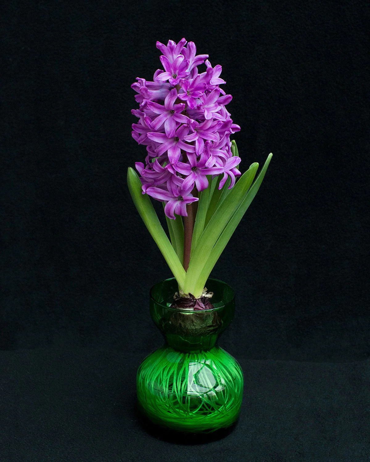 Hyacinth 'Miss Saigon' - Image 4