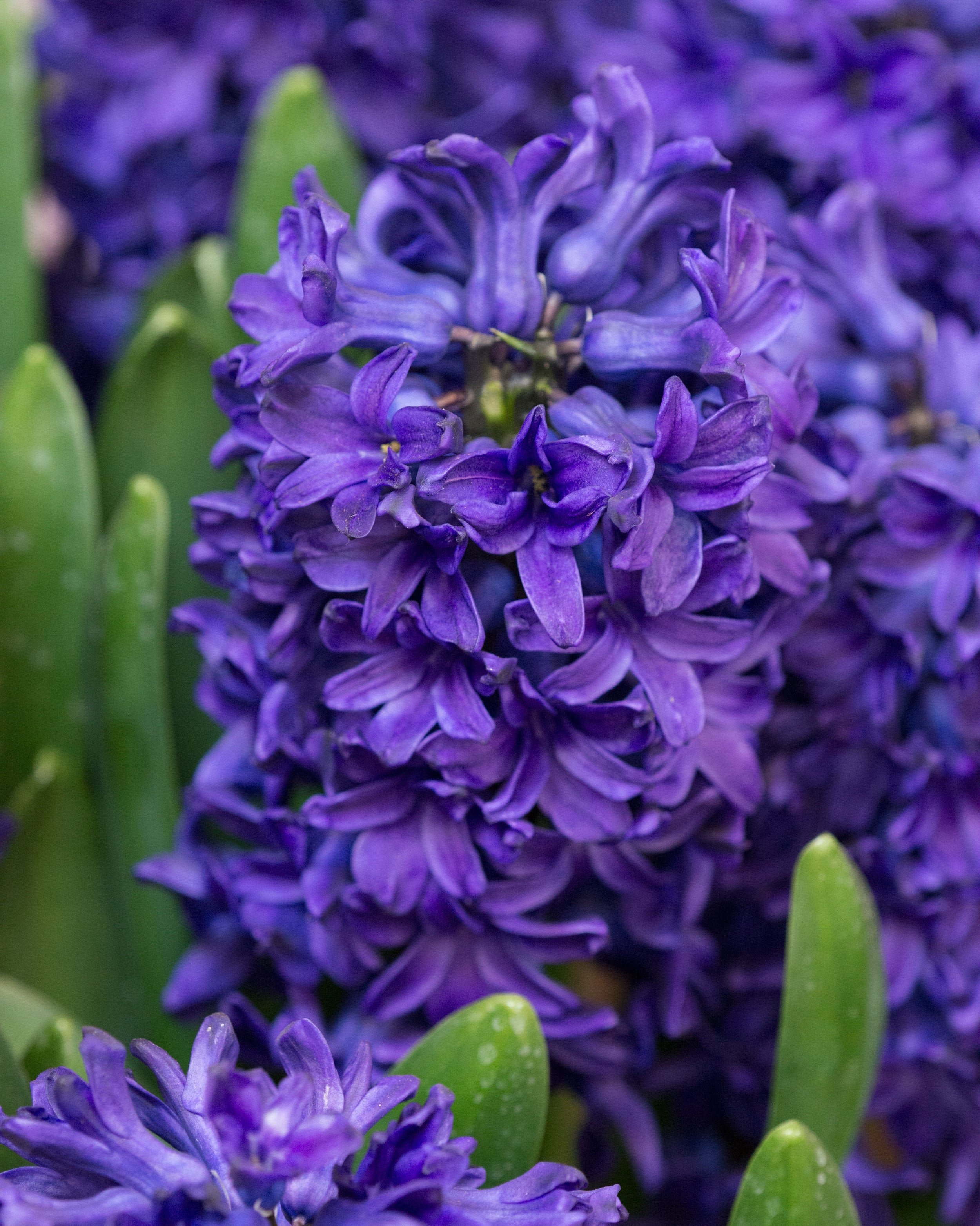 Hyacinth 'Peter Stuyvesant' - Image 4