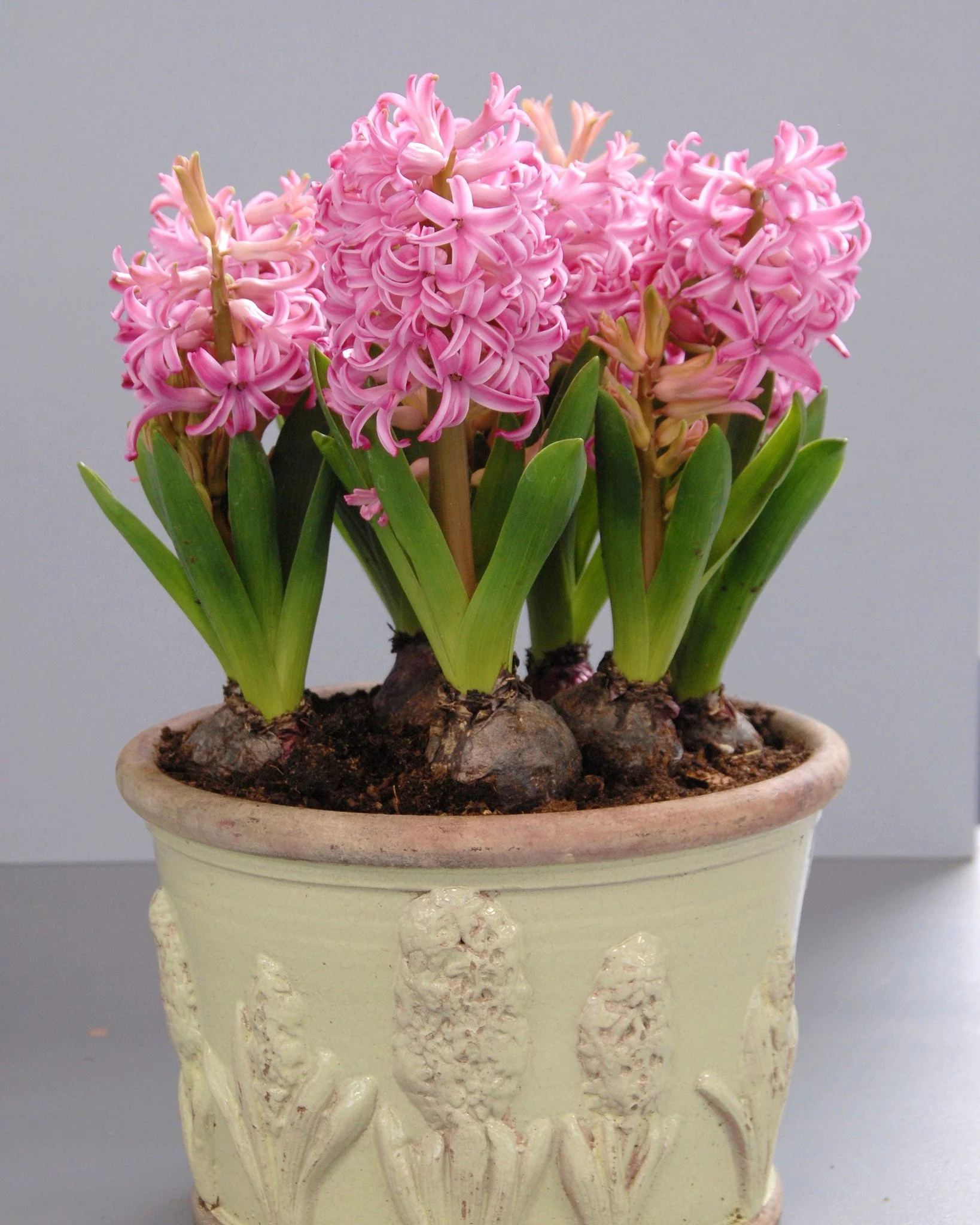 Hyacinth 'Pink Pearl' - Image 6