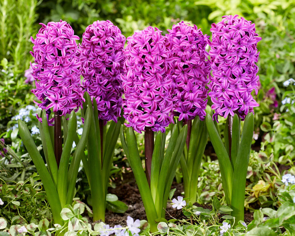 Hyacinth 'Richmond' - Image 2