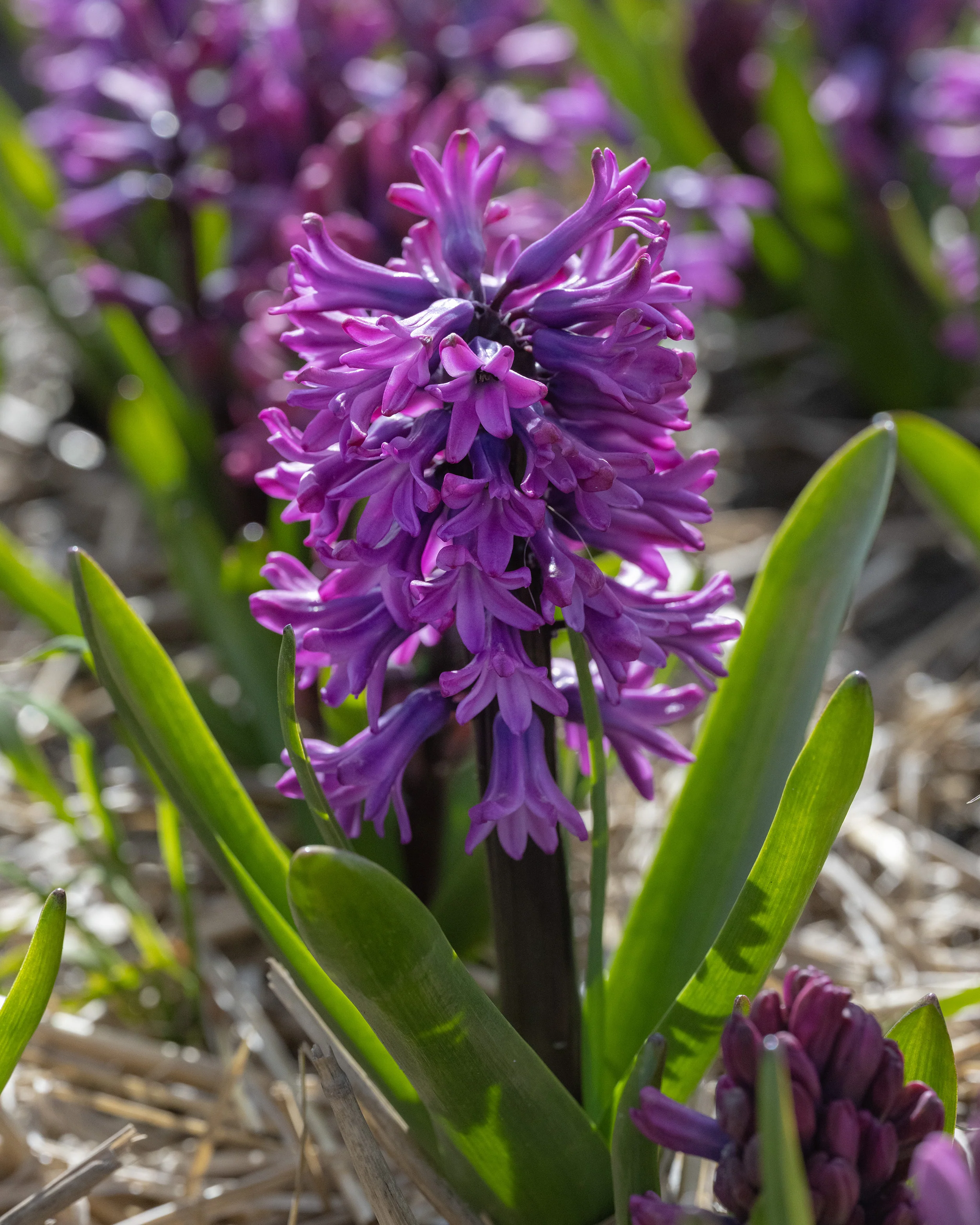 Hyacinth 'Richmond' - Image 3