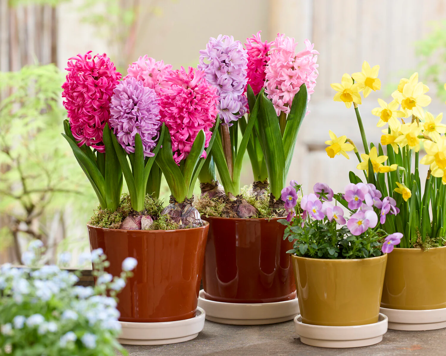 Hyacinth 'Scarlet Pearl' - Image 3