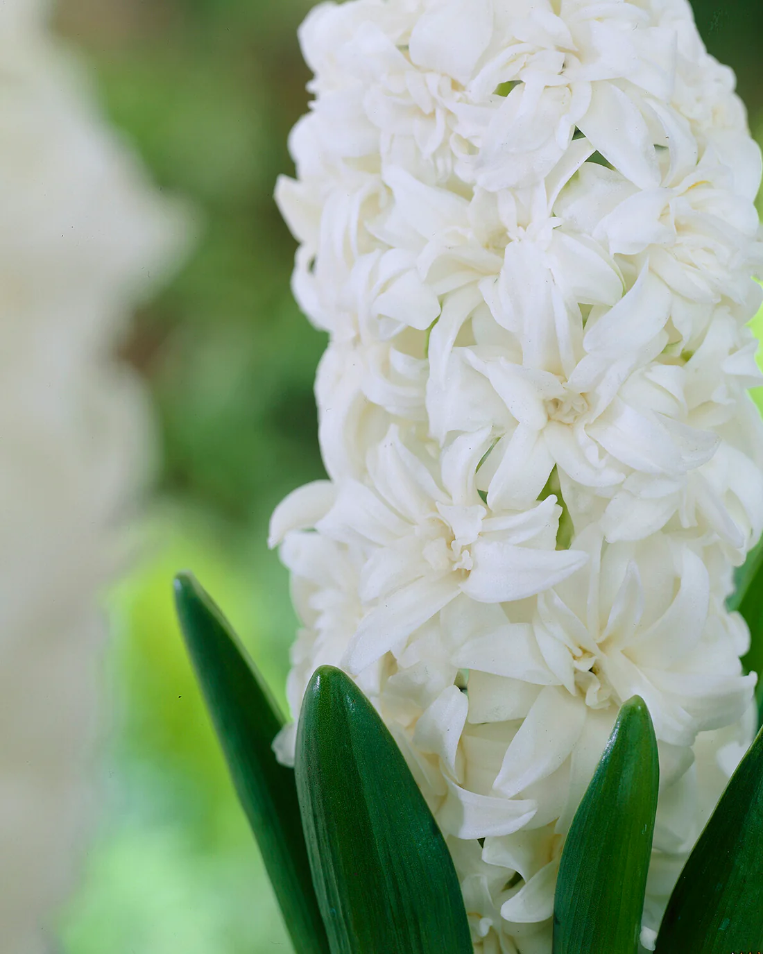 Hyacinth 'Snow Crystal' - Image 3
