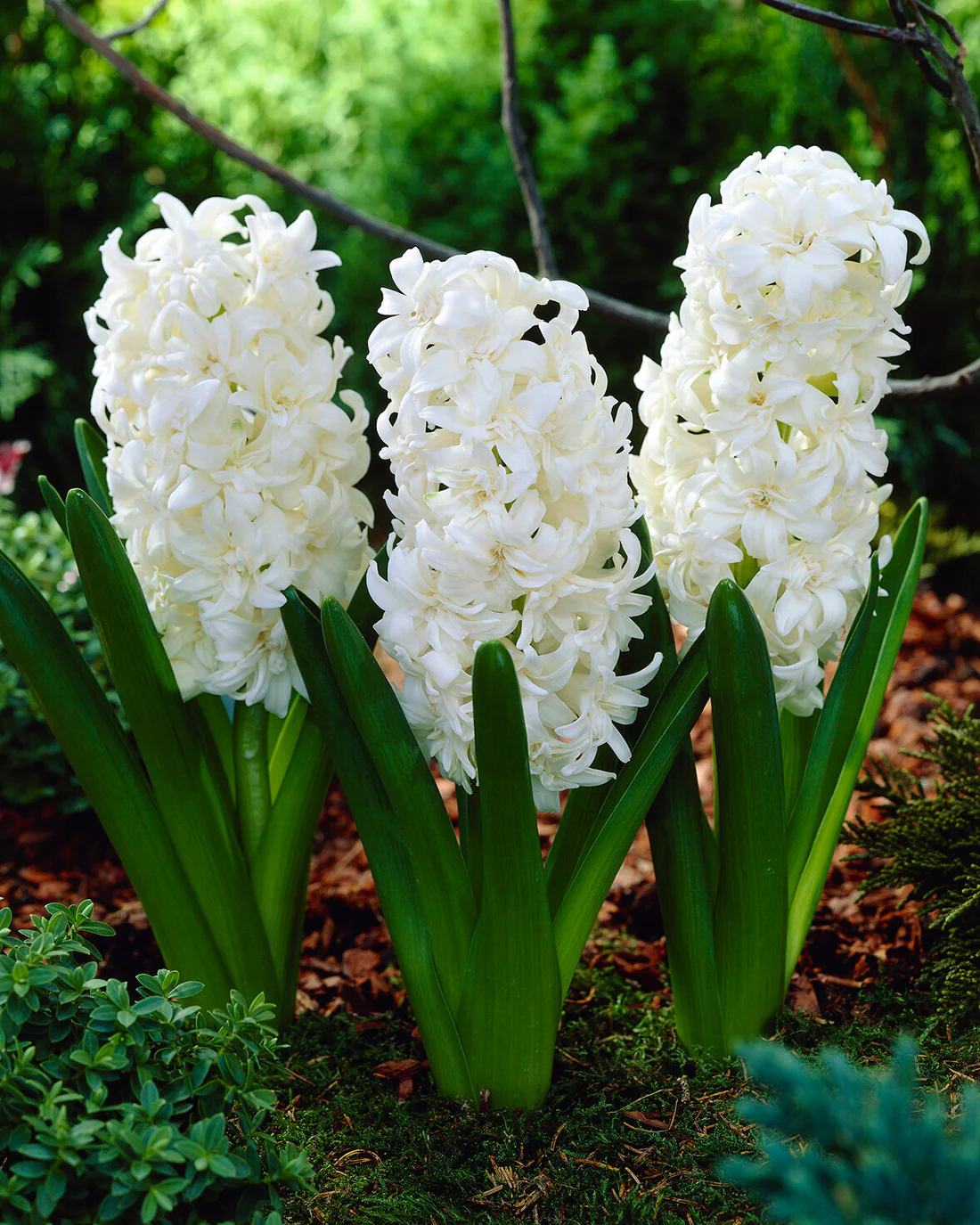 Hyacinth 'Snow Crystal' - Image 4