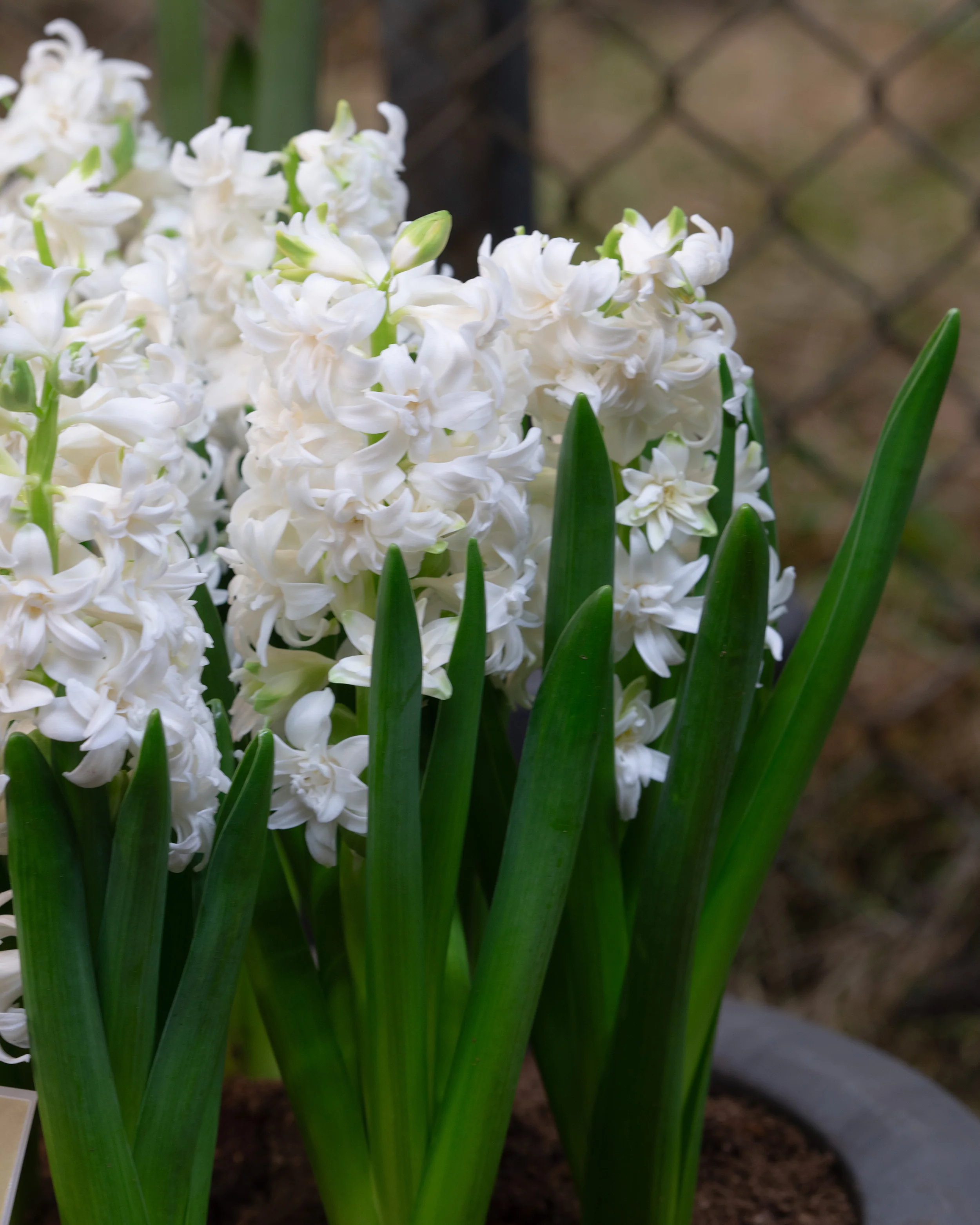 Hyacinth 'Snow Crystal' - Image 5