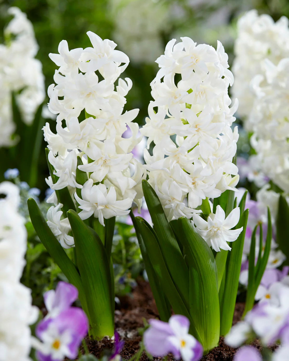 Hyacinth 'Snow Crystal' - Image 7