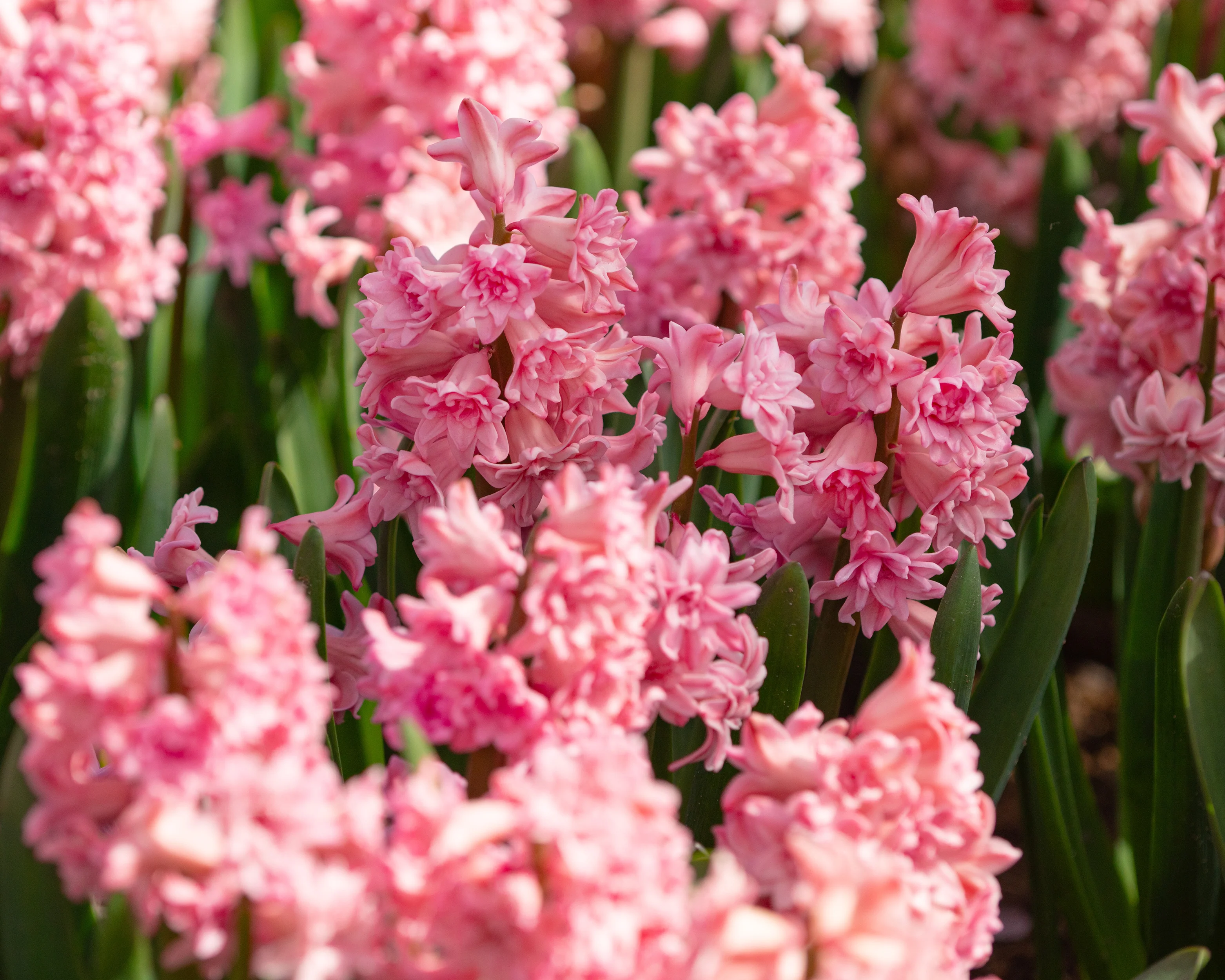Hyacinth 'Spring Beauty' - Image 3