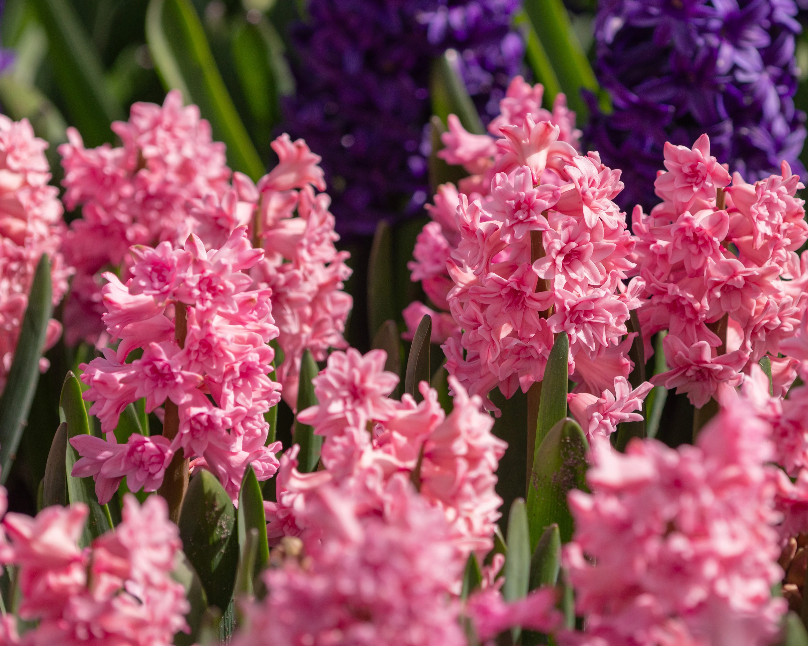 Hyacinth 'Spring Beauty' - Image 6