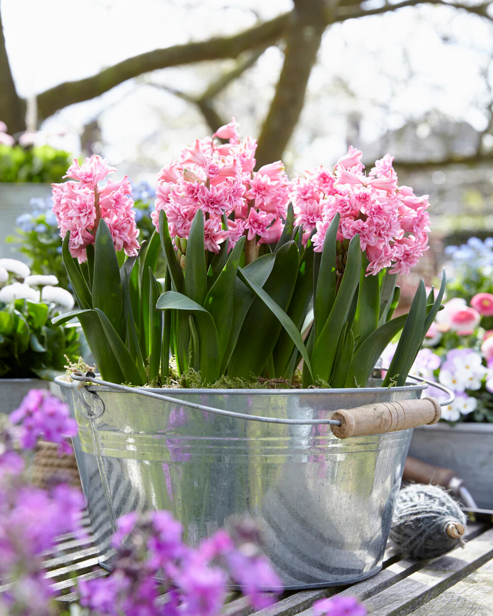 Hyacinth 'Spring Beauty' - Image 7