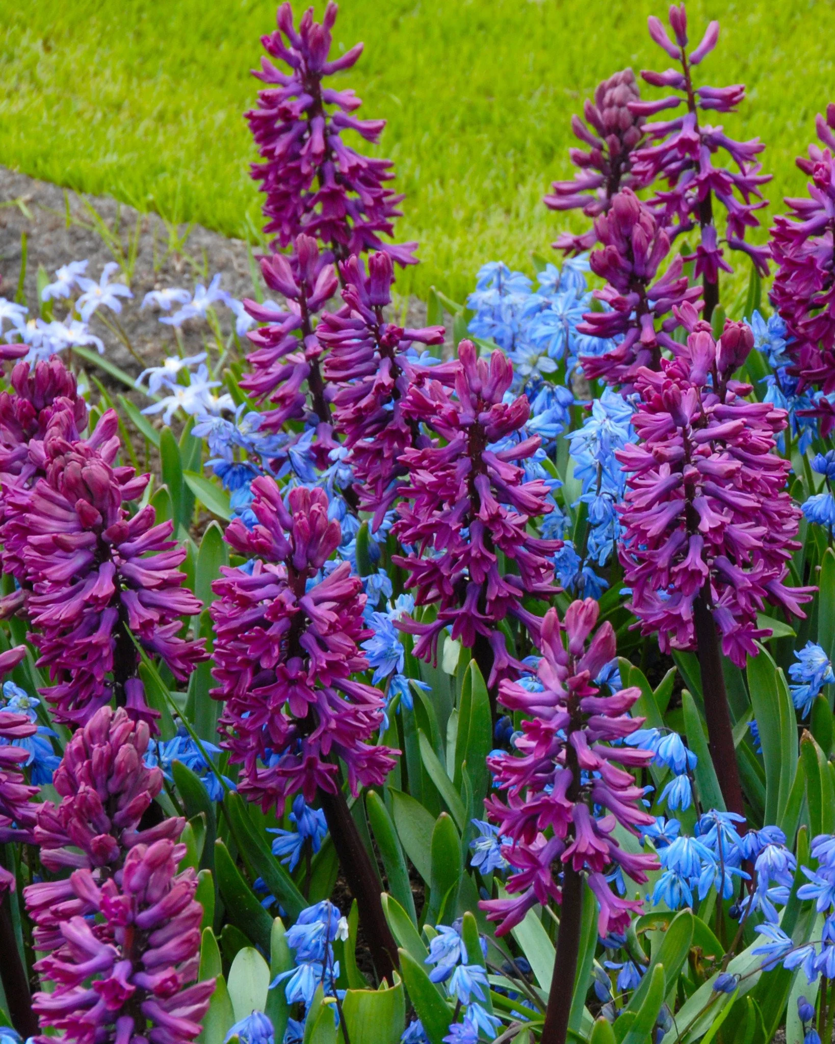 Hyacinth 'Woodstock' - Image 3