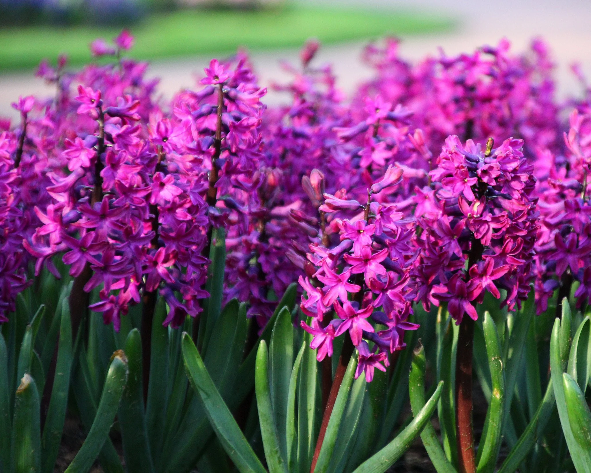 Hyacinth 'Woodstock' - Image 6