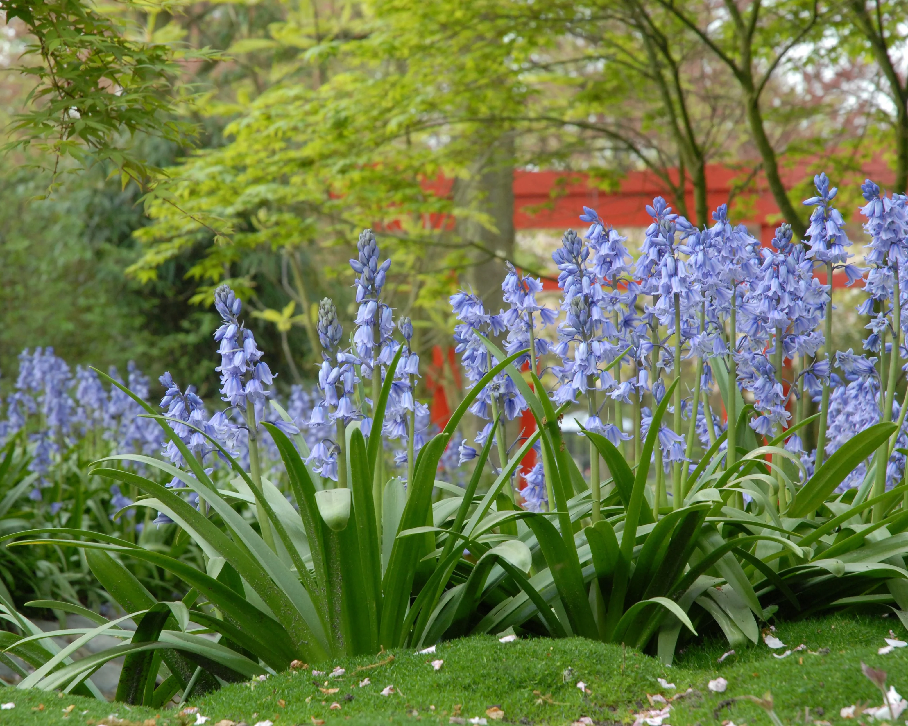 Hyacinthoides 'Excelsior' - Image 3