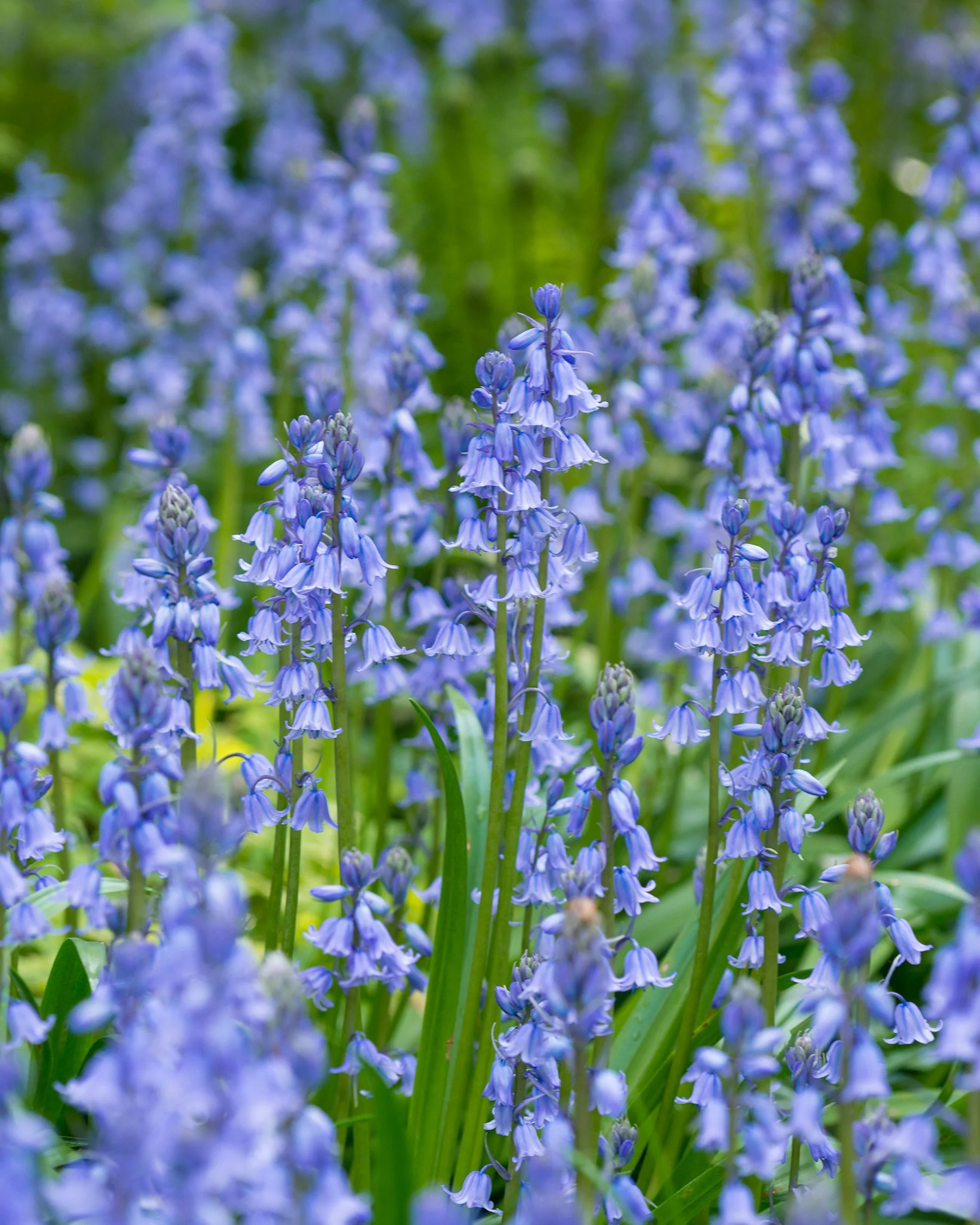Hyacinthoides 'Excelsior' - Image 5