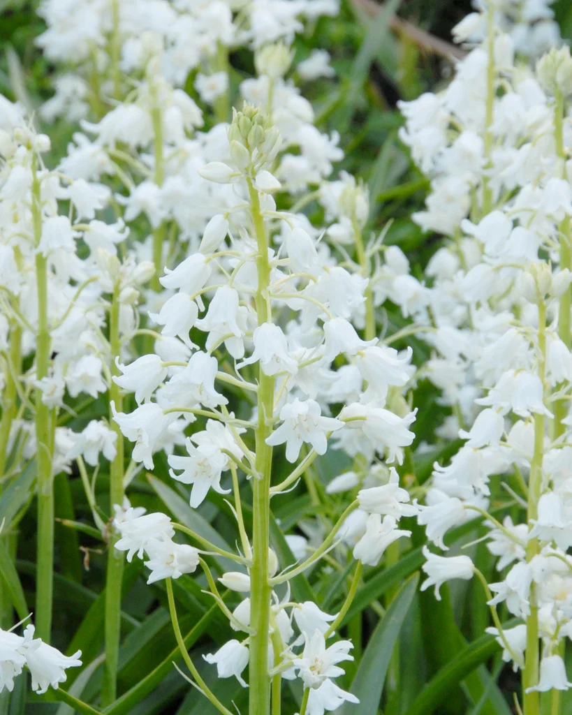 Hyacinthoides hispanica - Image 3