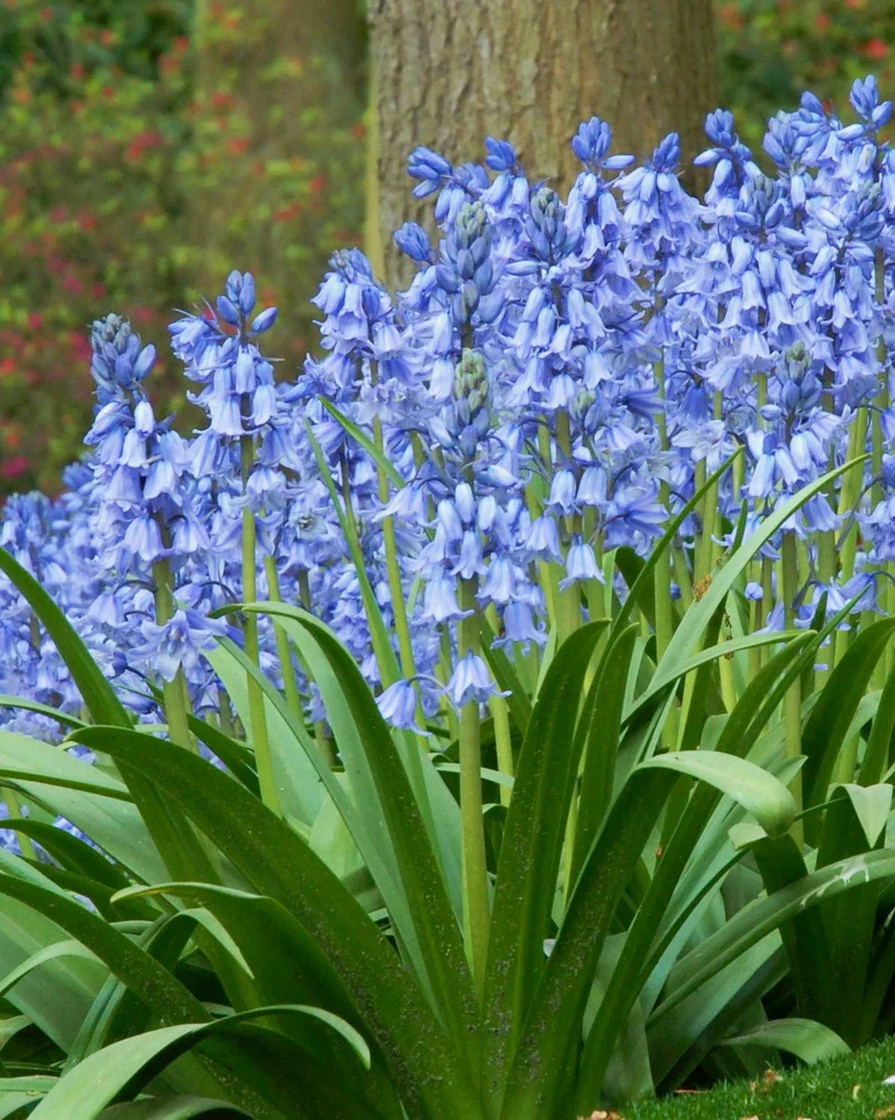 Hyacinthoides hispanica - Image 4