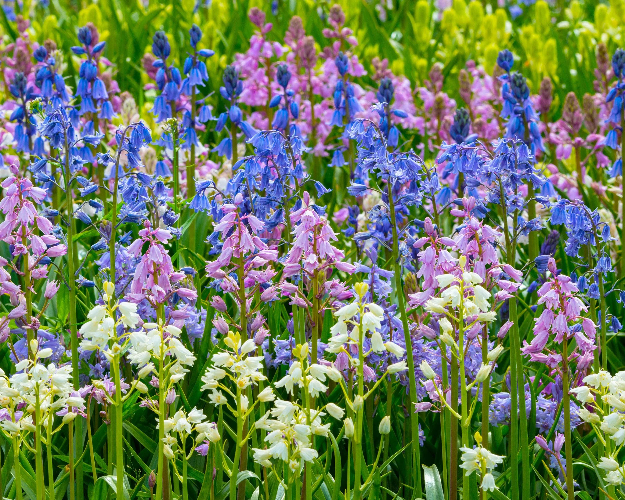 Hyacinthoides hispanica - Image 5