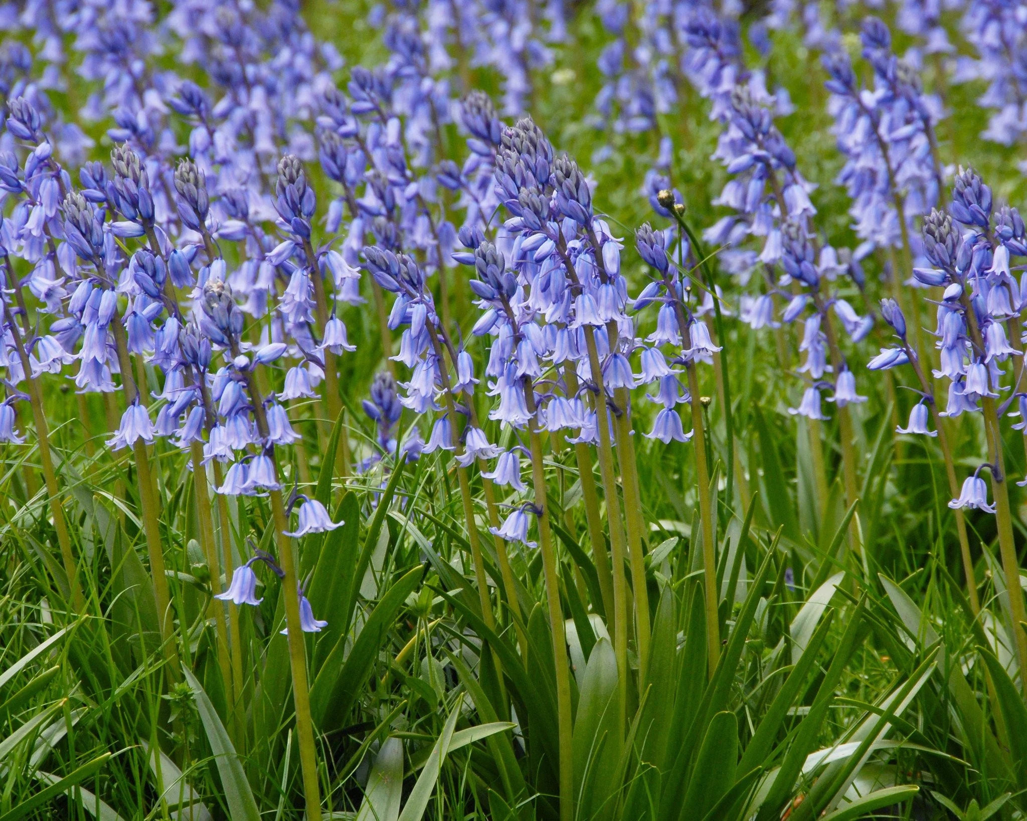 Hyacinthoides non-scripta - Image 4