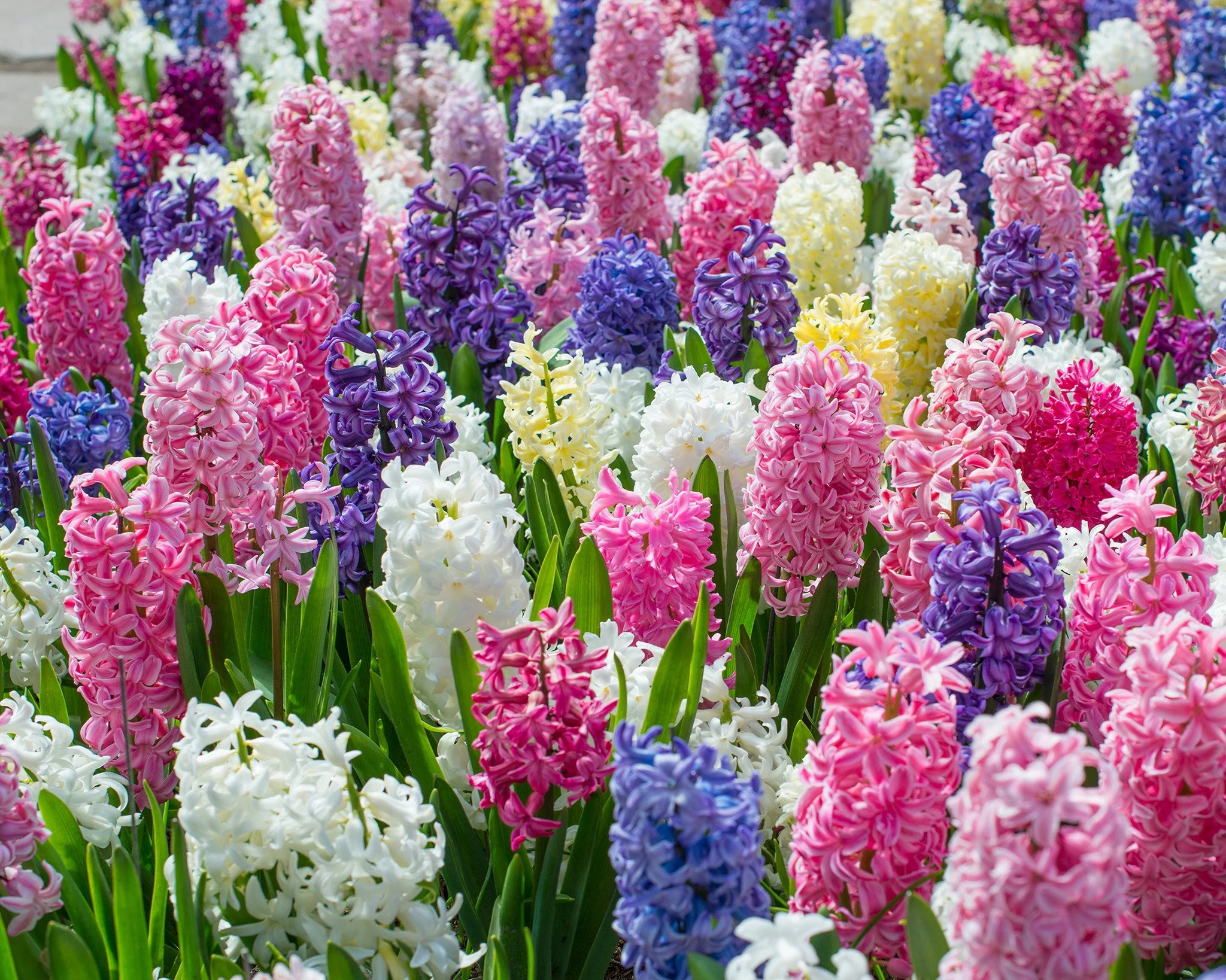 Hyacinth 'Mixed Colours' - Image 4