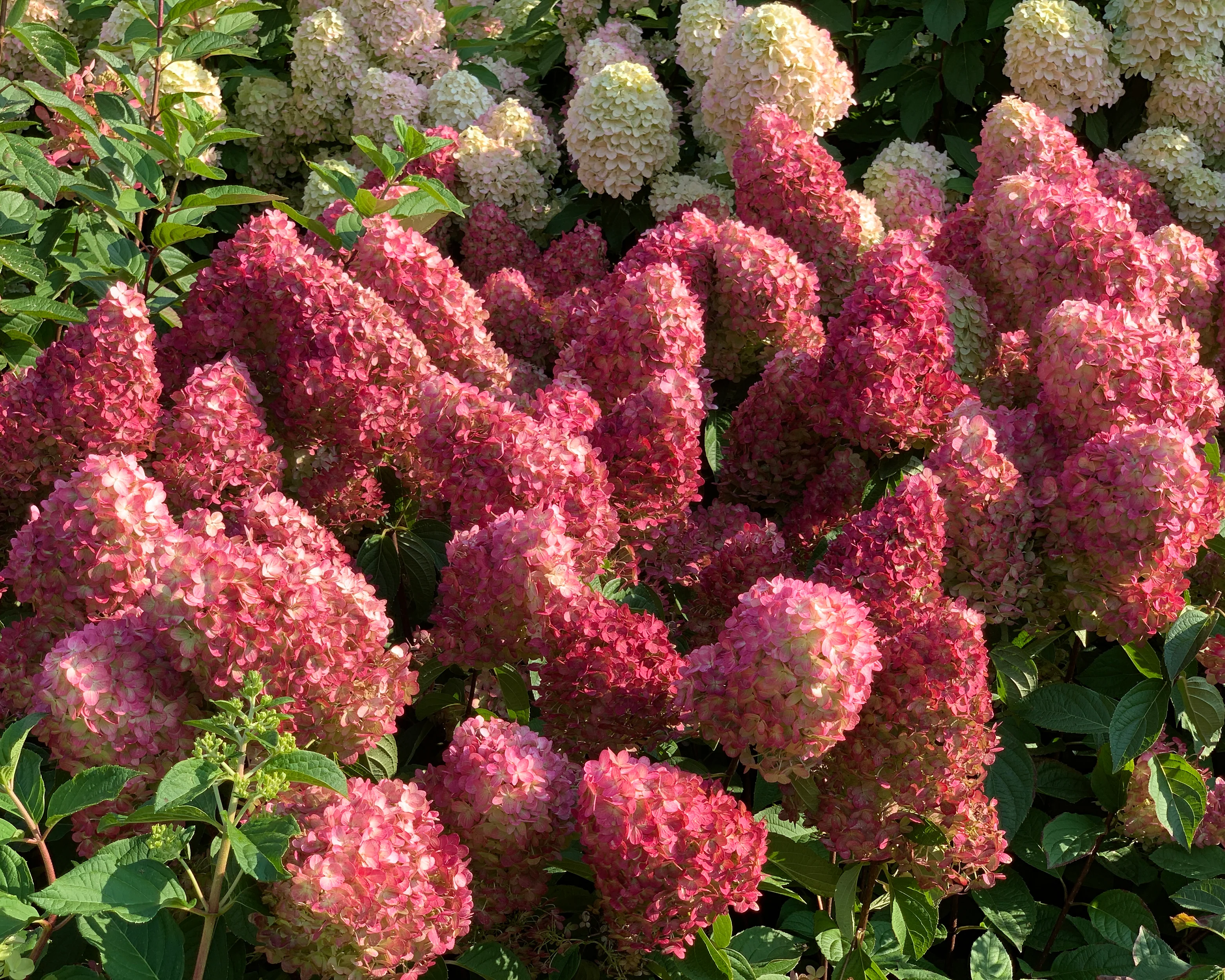 Hydrangea 'Bonfire' - Image 13