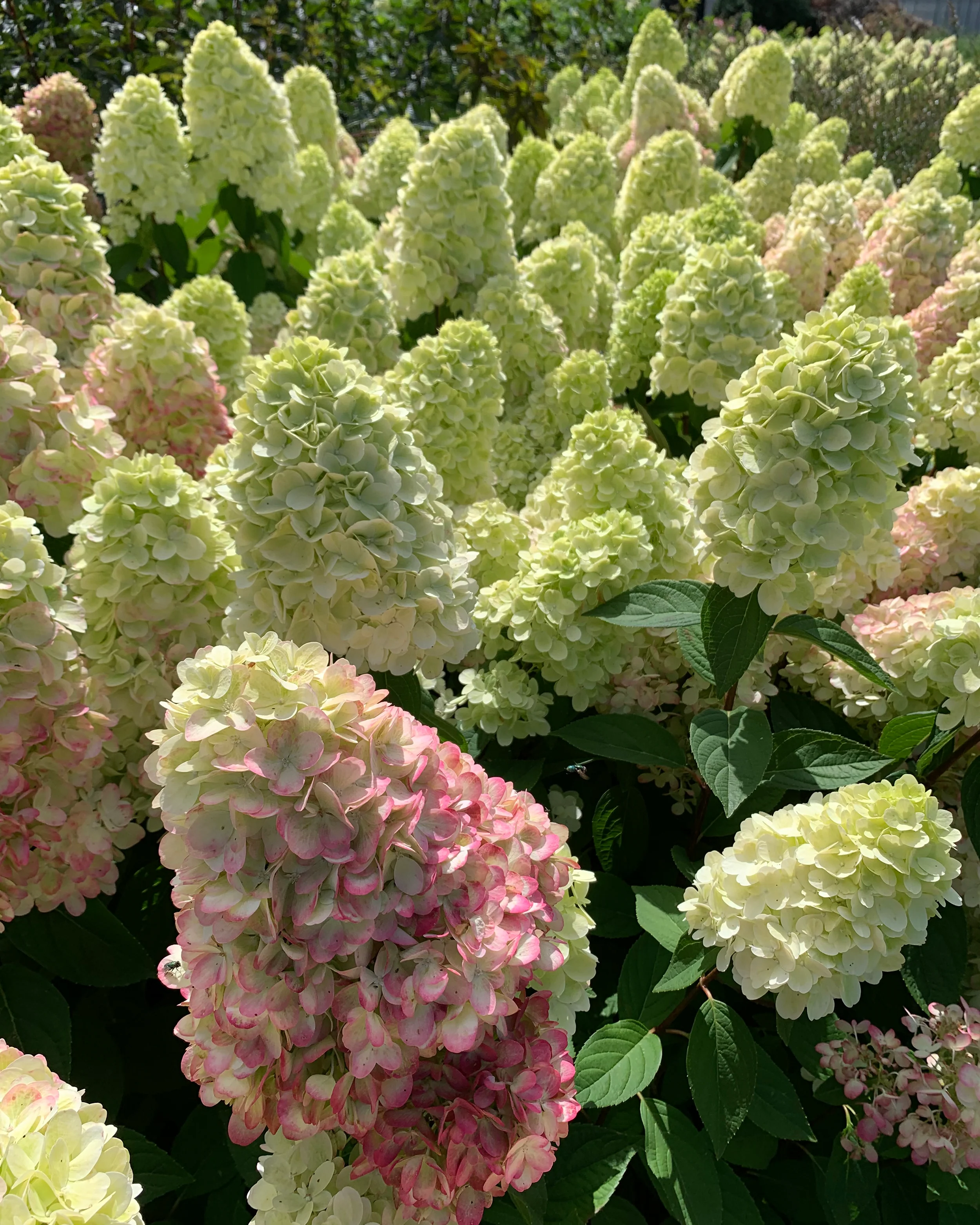 Hydrangea 'Bonfire' - Image 14