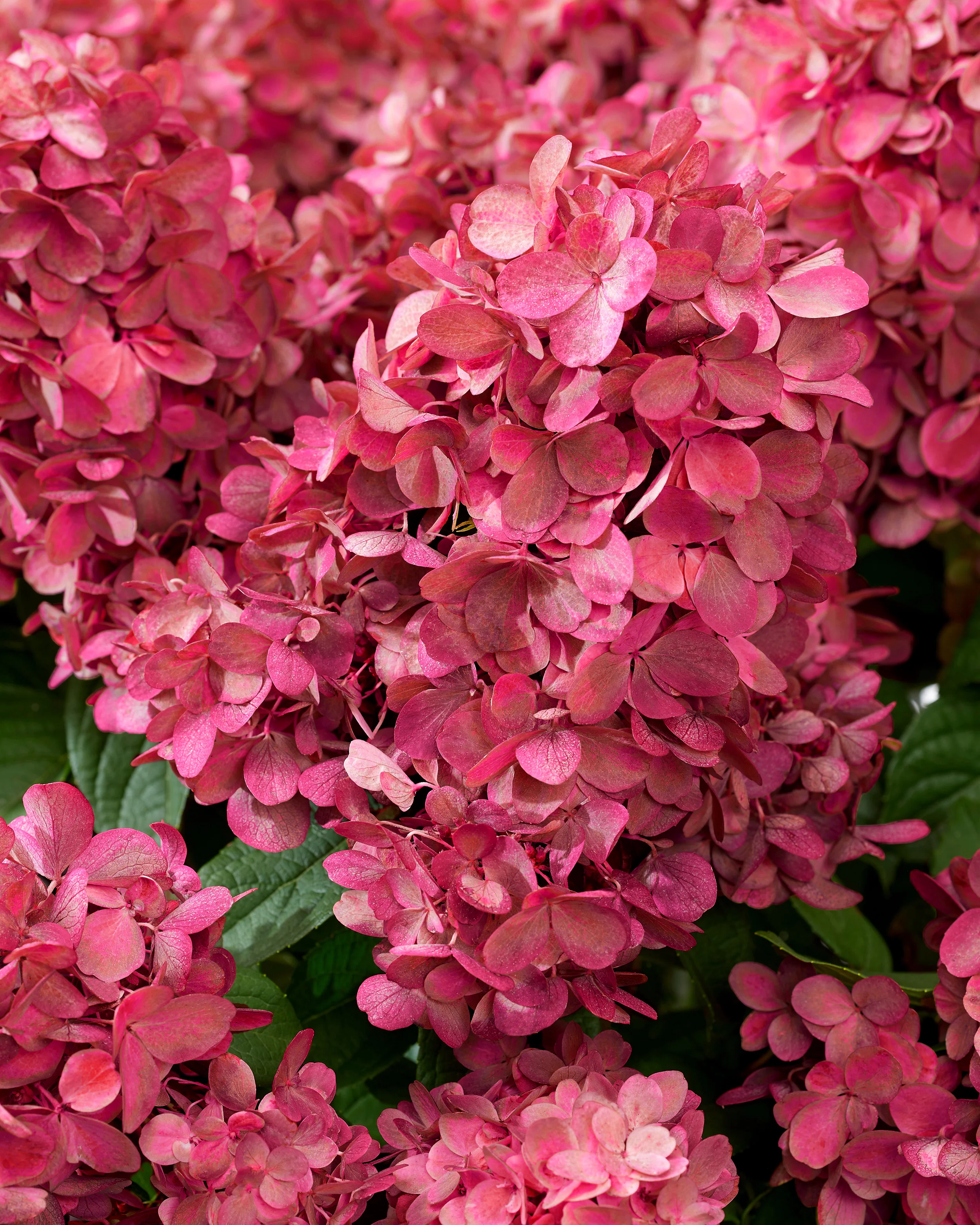 Hydrangea 'Bonfire' - Image 2