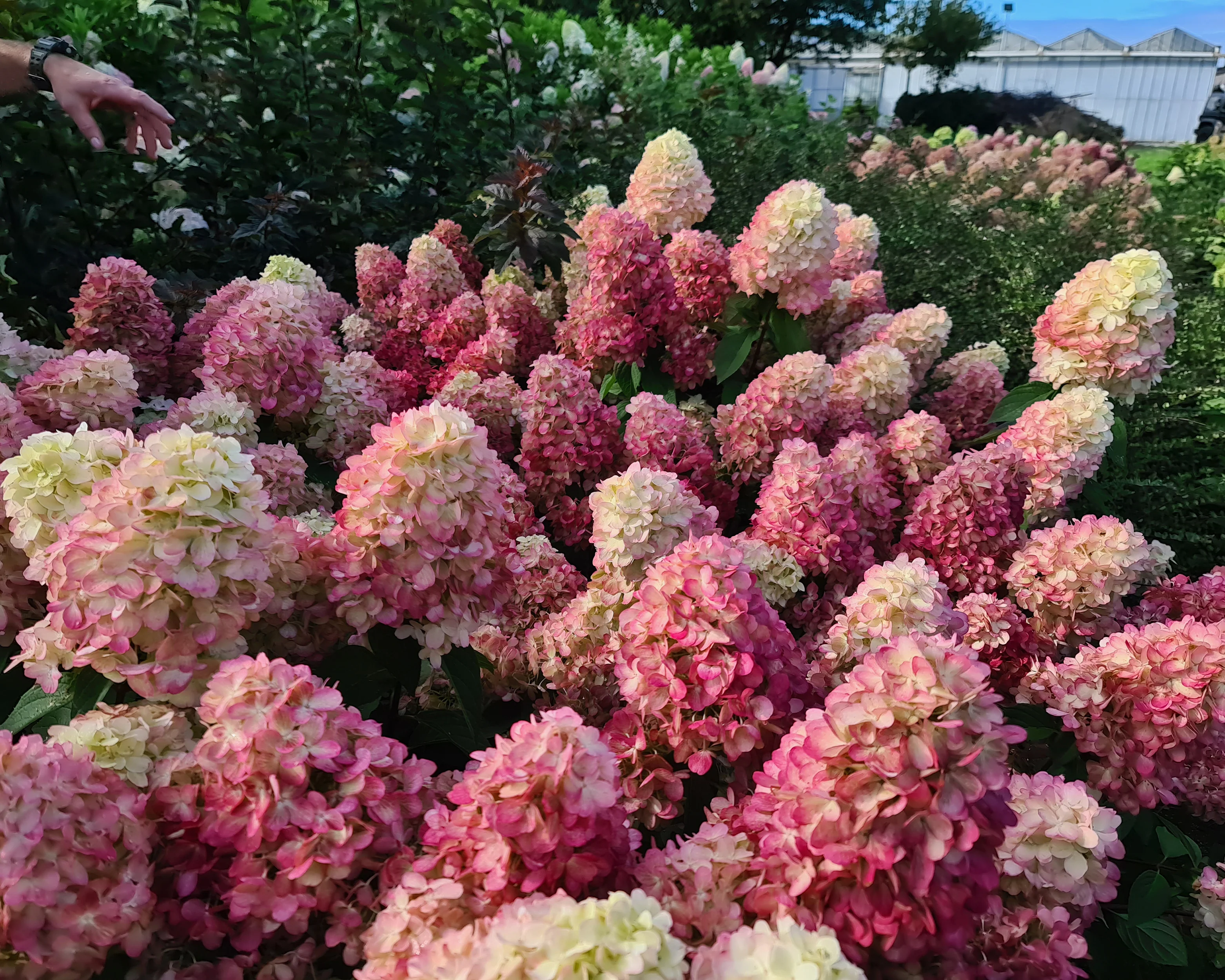 Hydrangea 'Bonfire' - Image 6