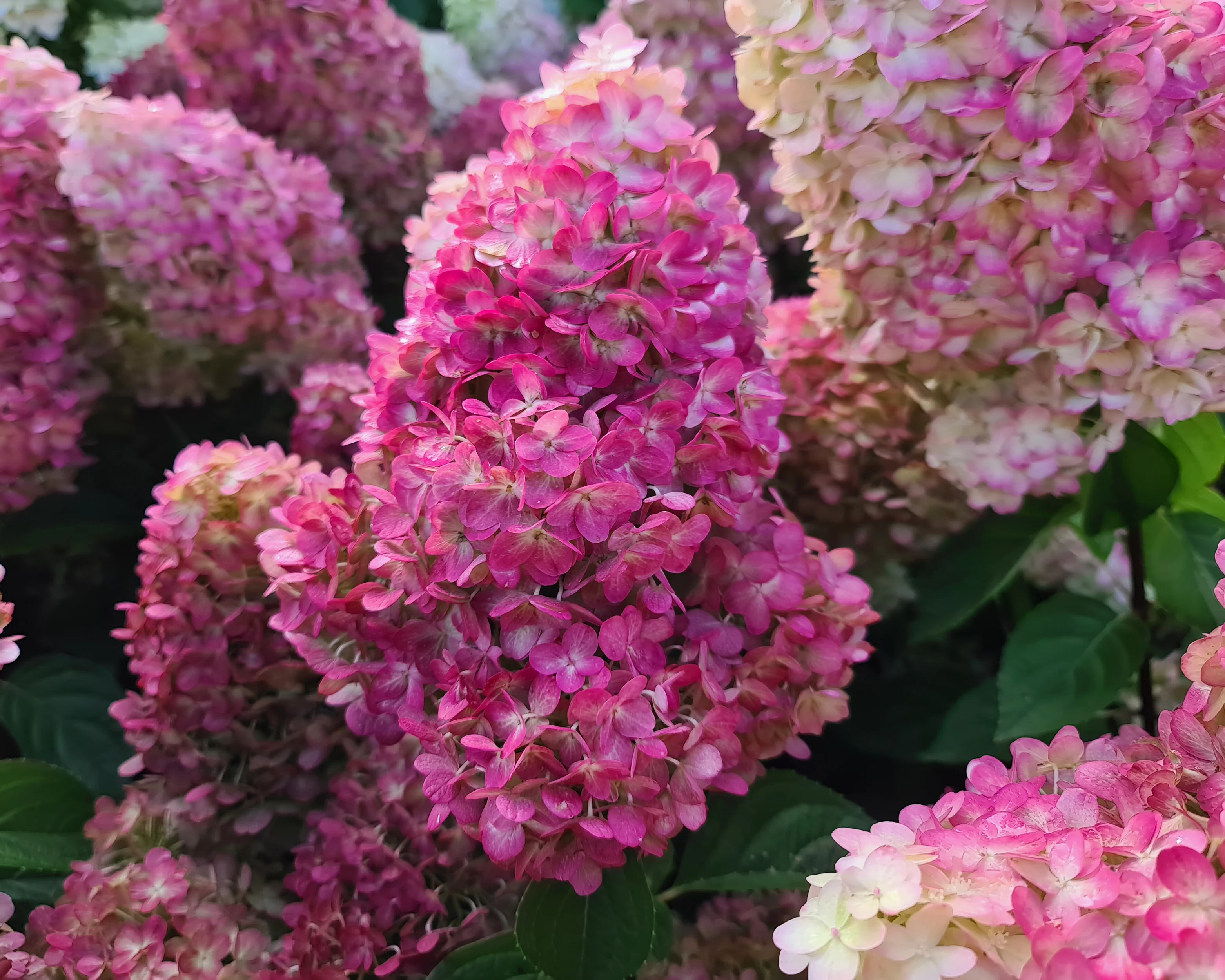Hydrangea 'Bonfire' - Image 7