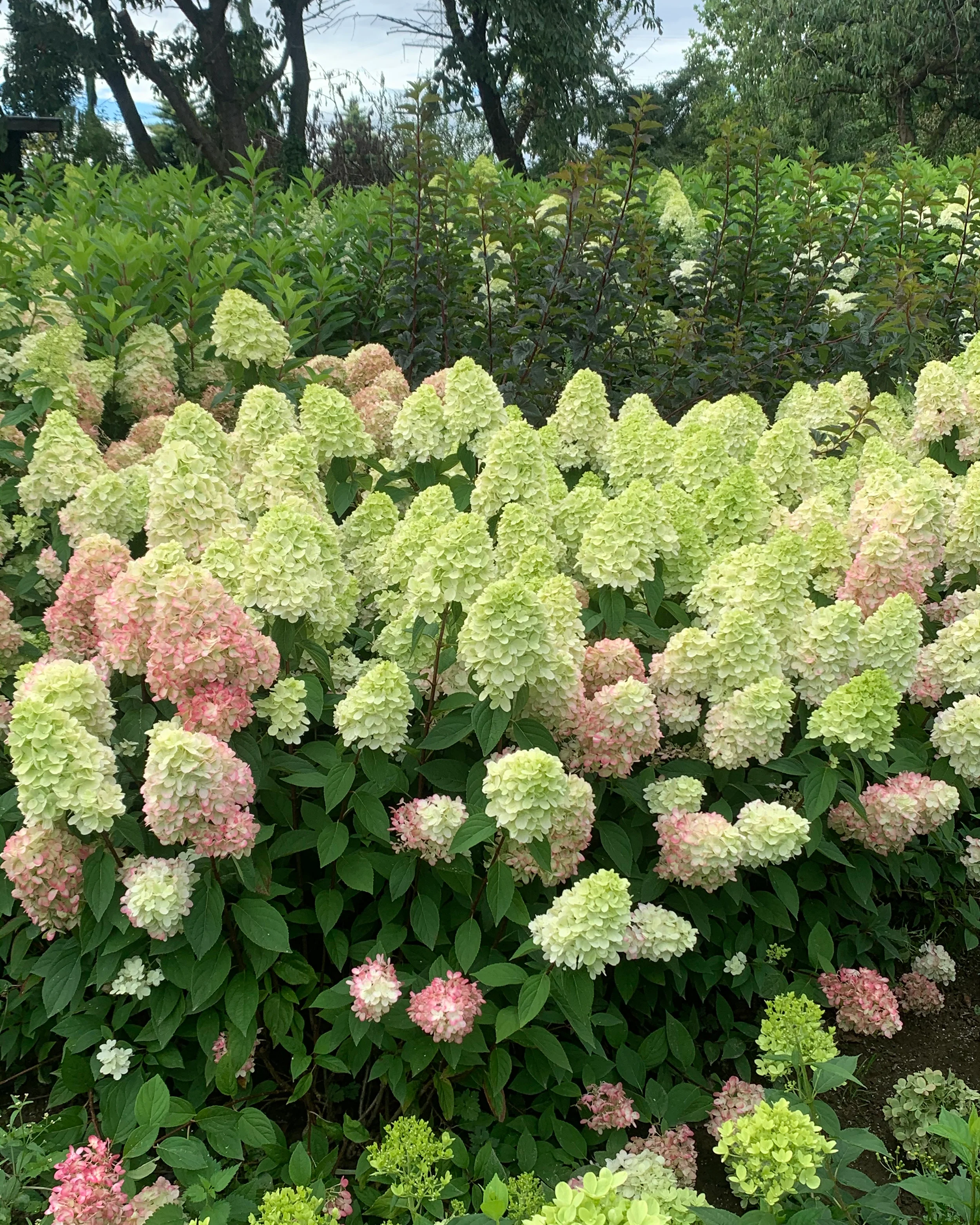 Hydrangea 'Bonfire' - Image 9