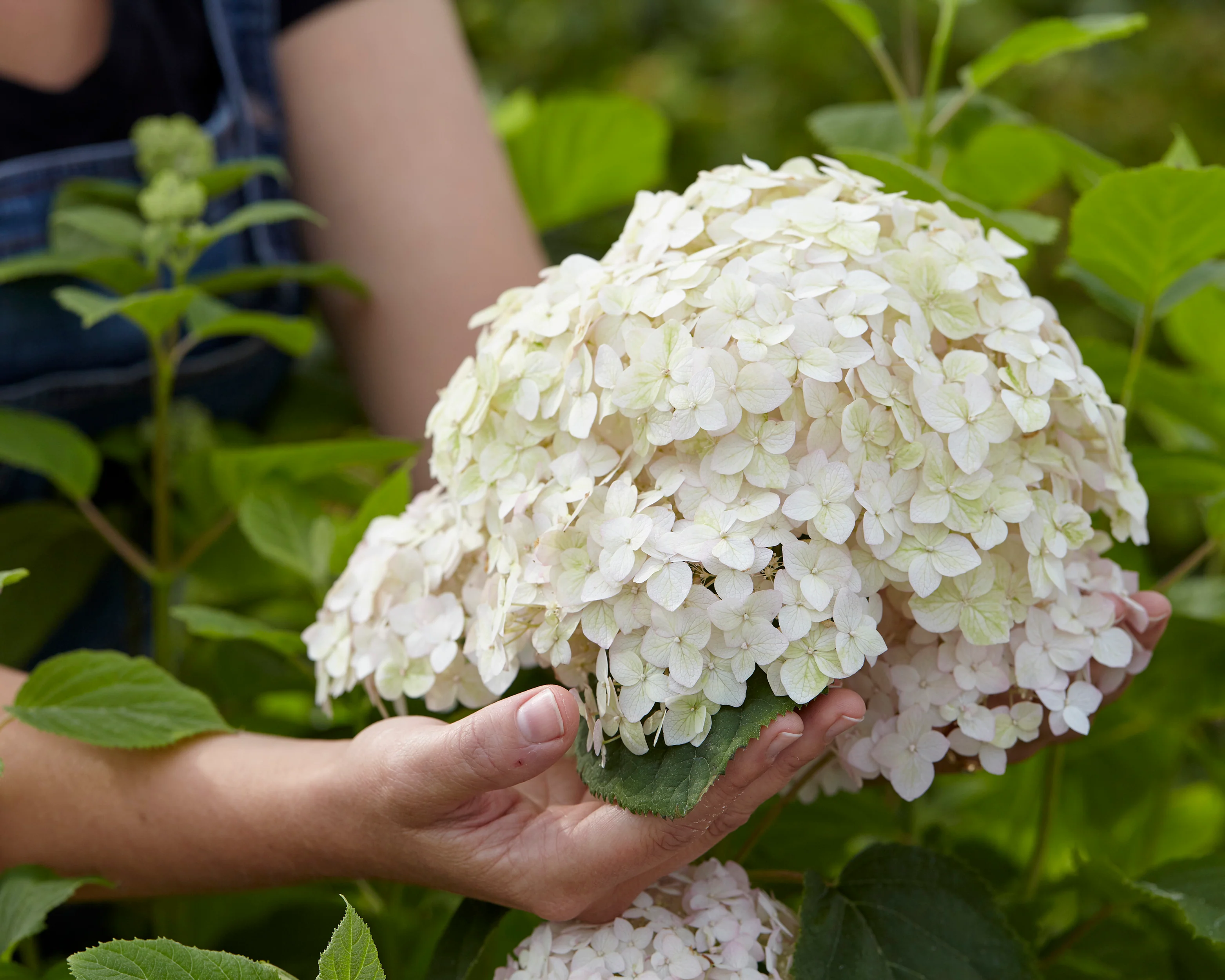 Hydrangea 'Candybelle Marshmallow' - Image 10